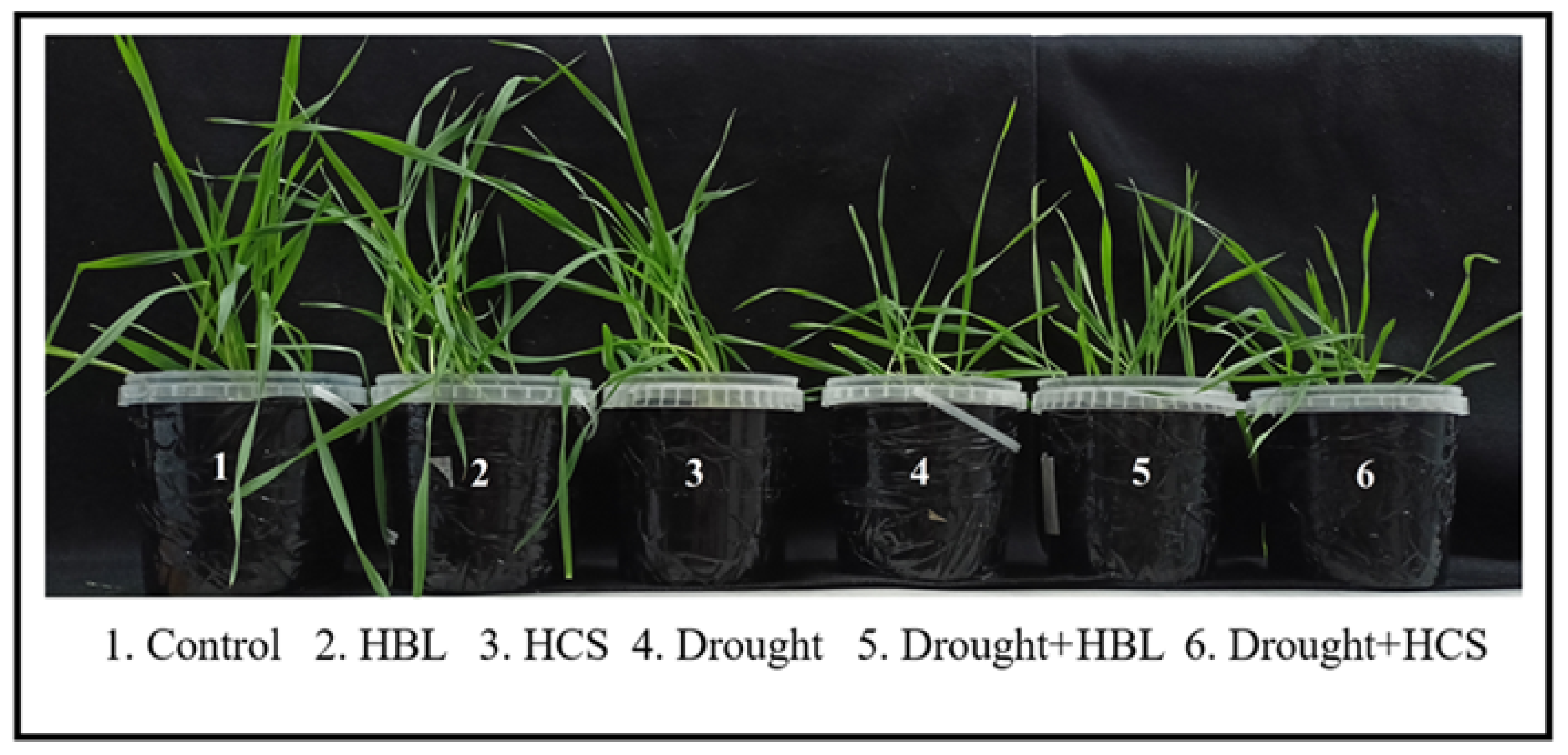 Plants 13 01345 g001