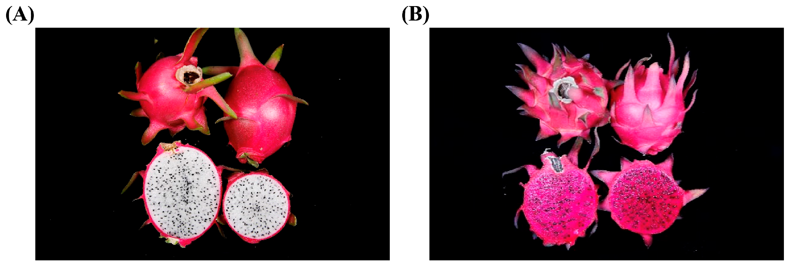 Plants 13 01346 g001