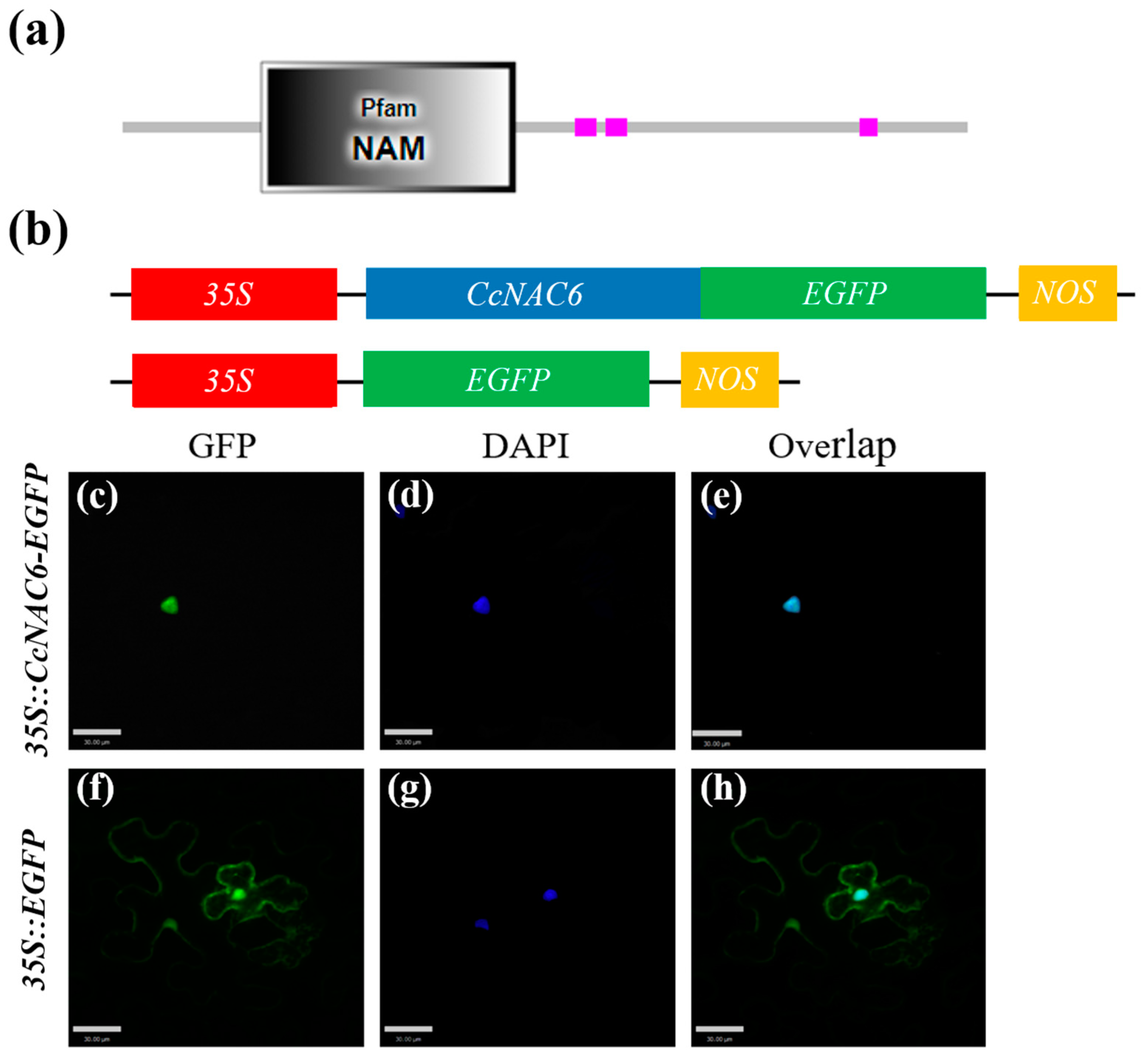Plants 13 01352 g006