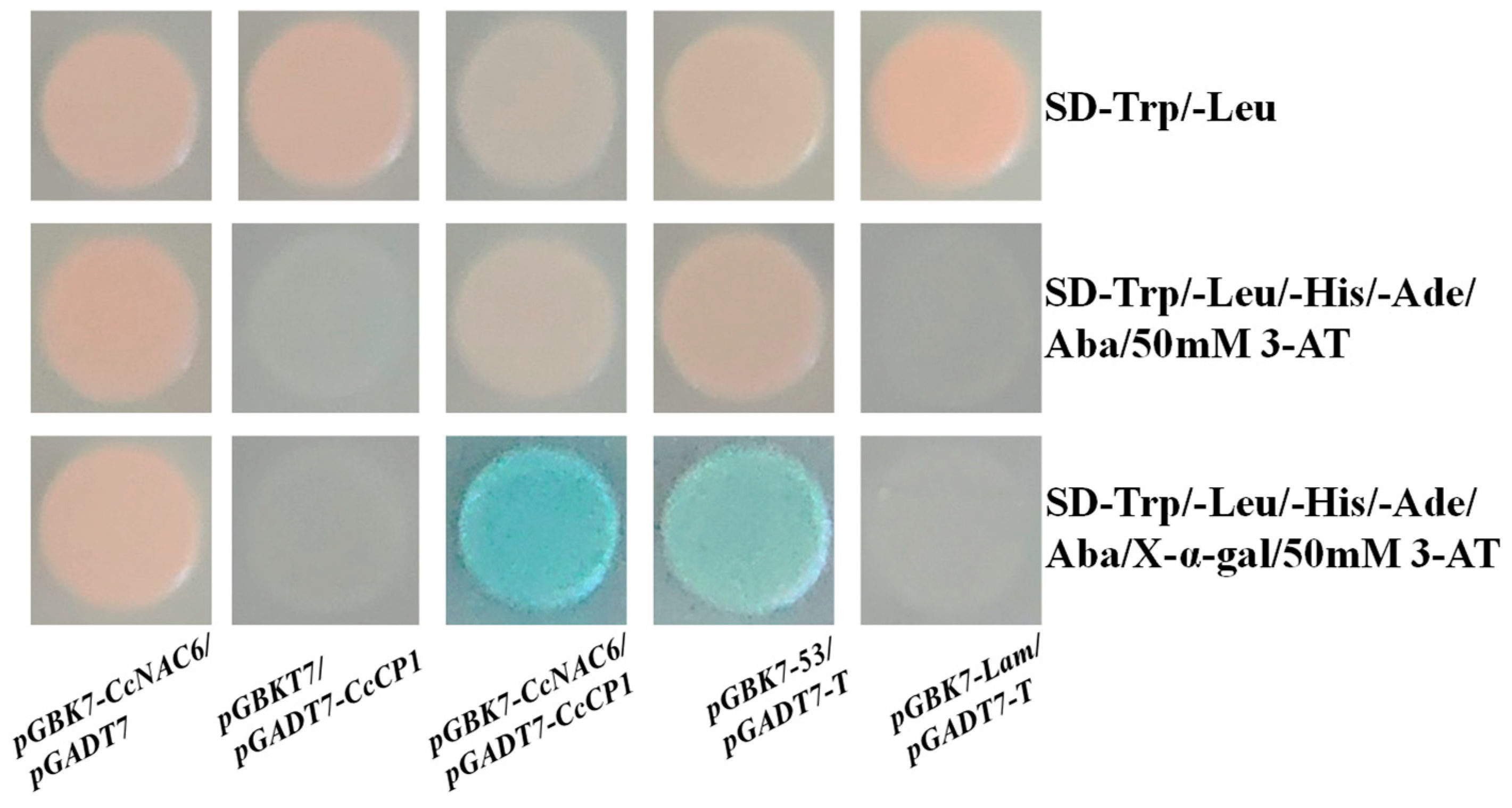 Plants 13 01352 g007