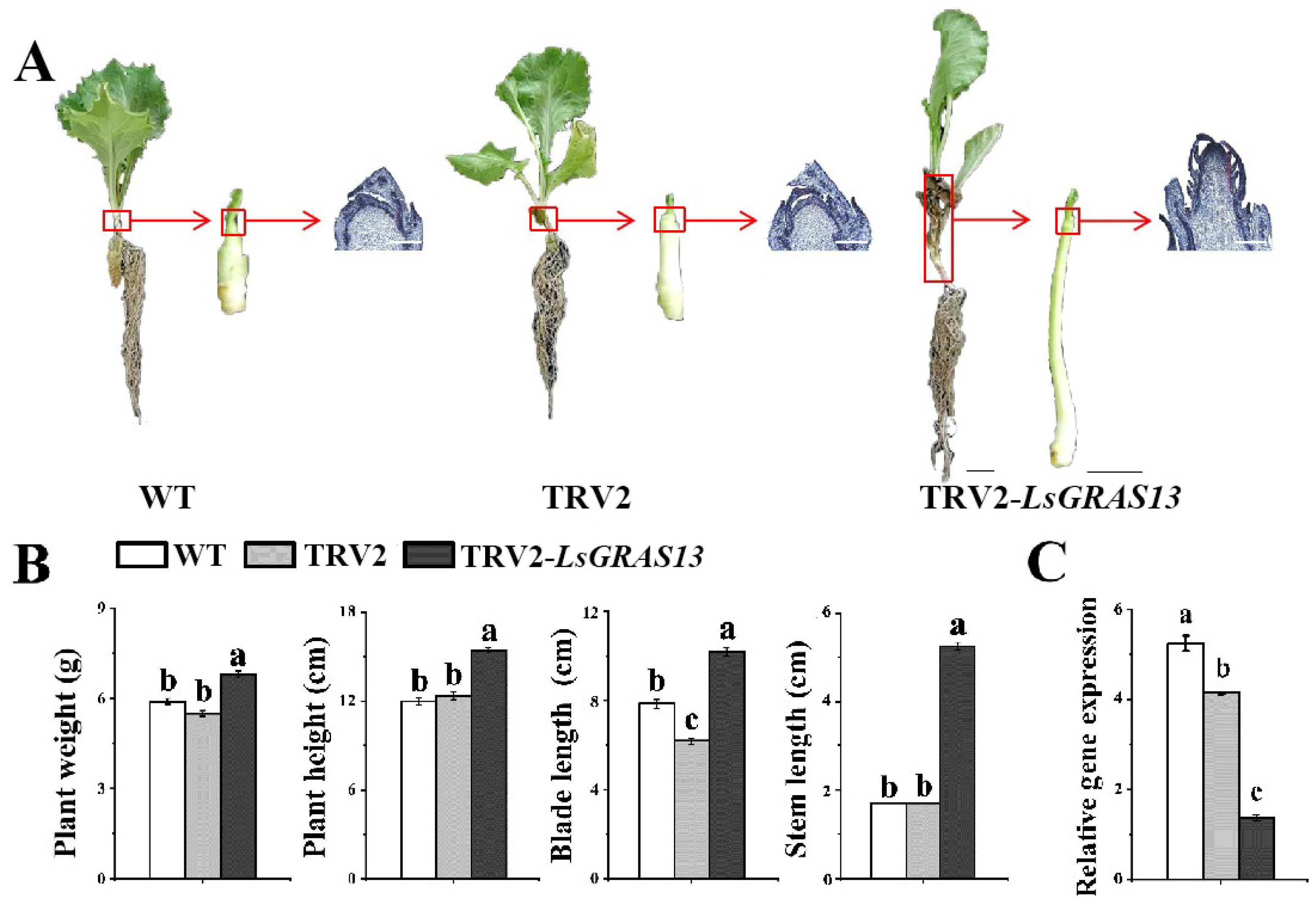 Plants 13 01360 g006