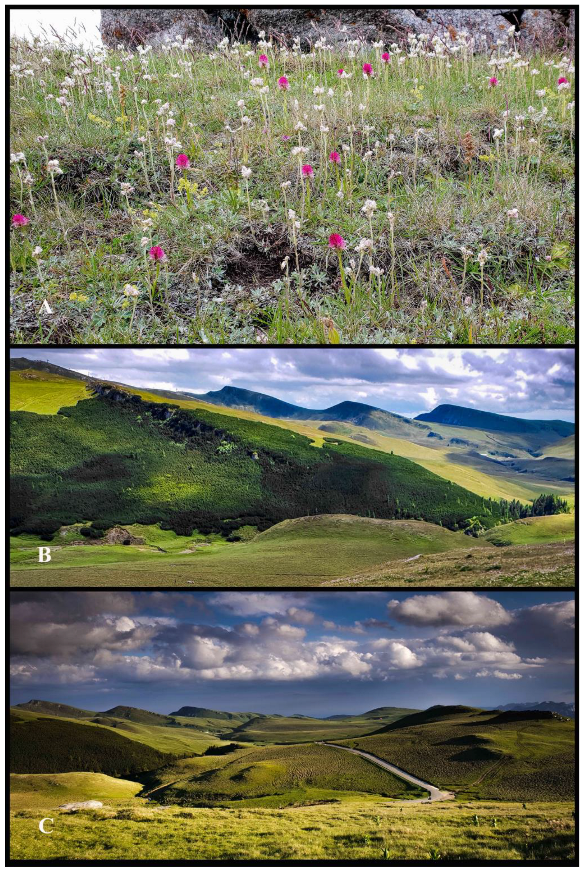 Plants 13 01363 g002