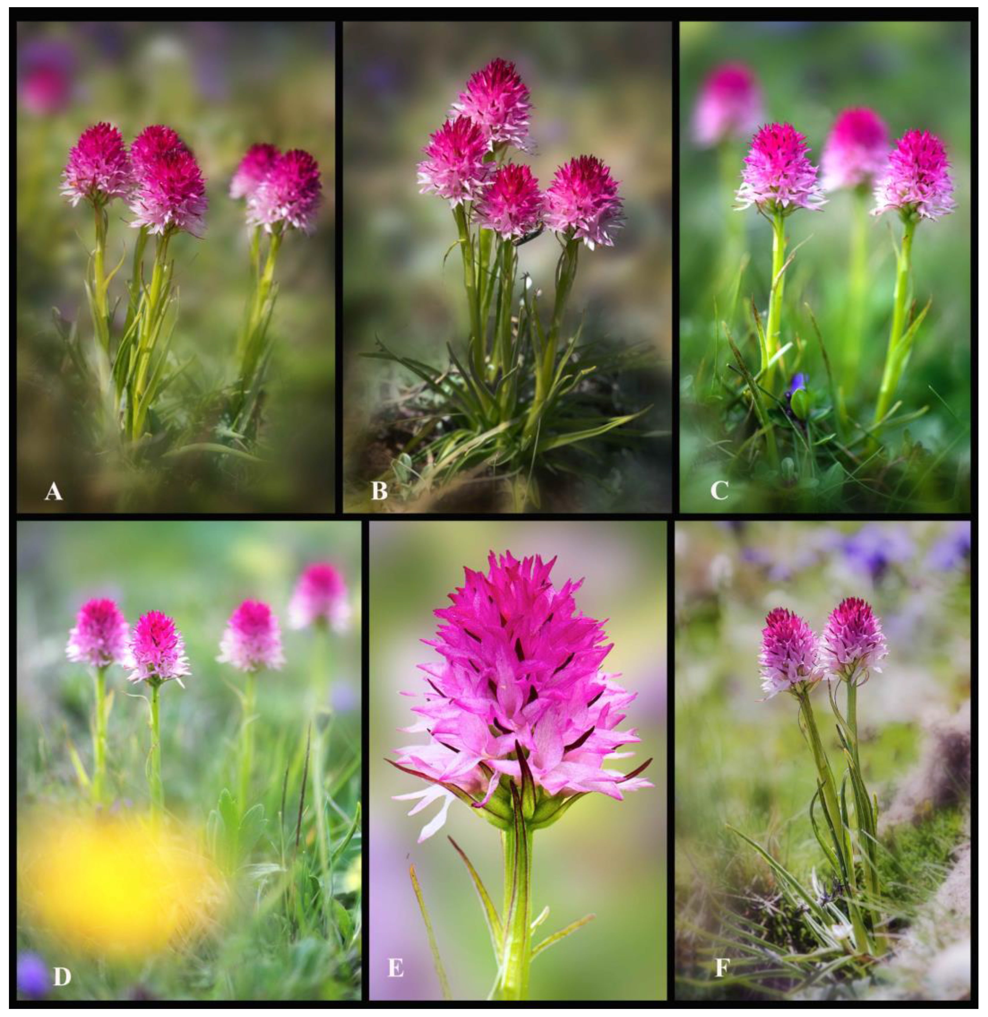 Plants 13 01363 g003