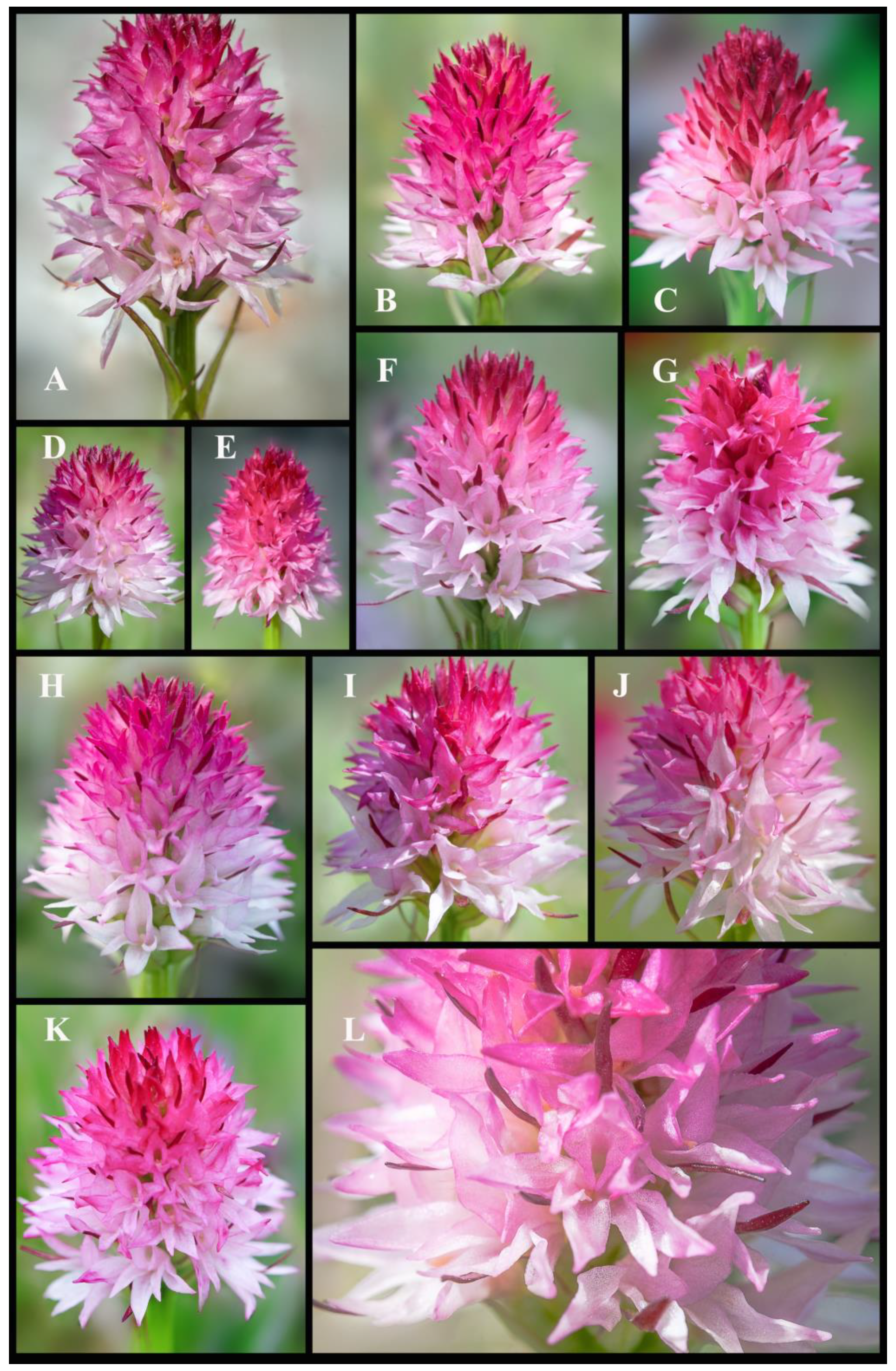 Plants 13 01363 g004