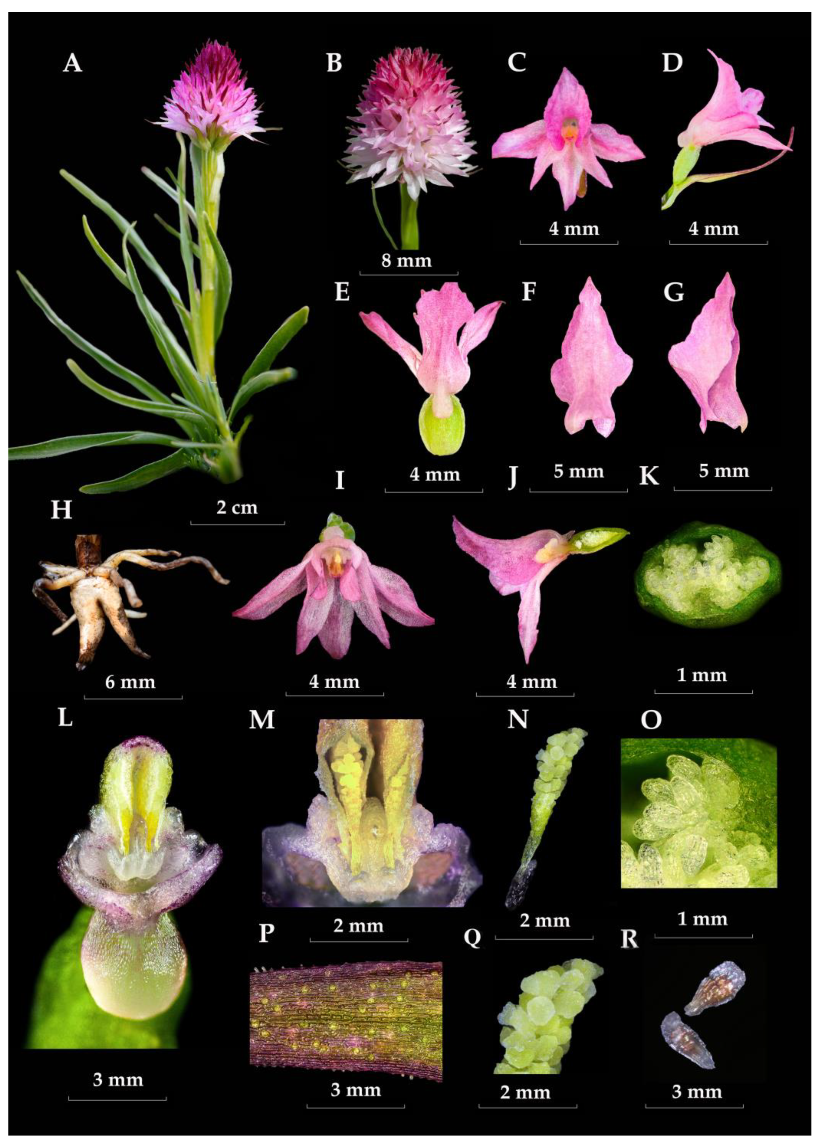 Plants 13 01363 g005