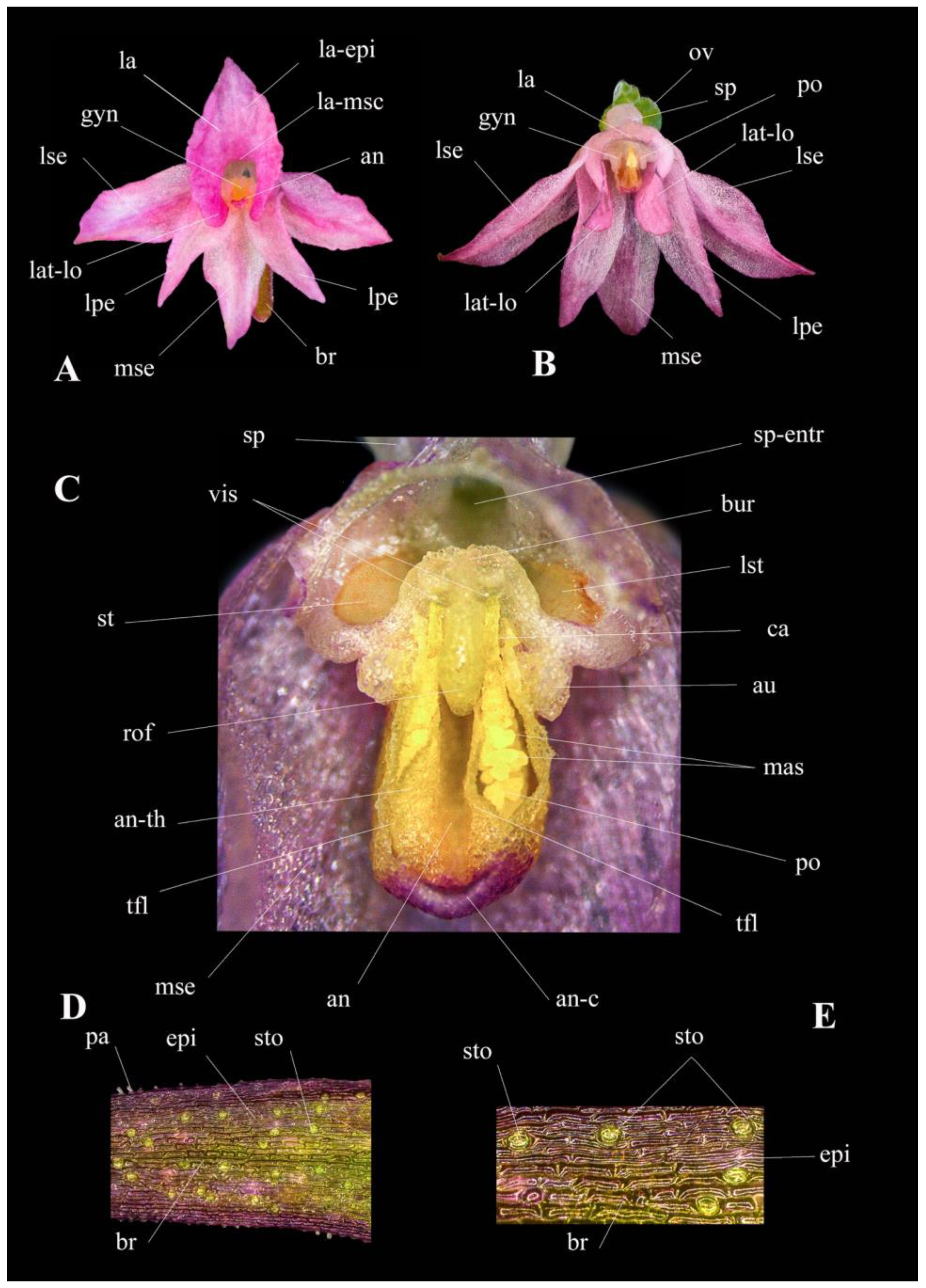 Plants 13 01363 g006