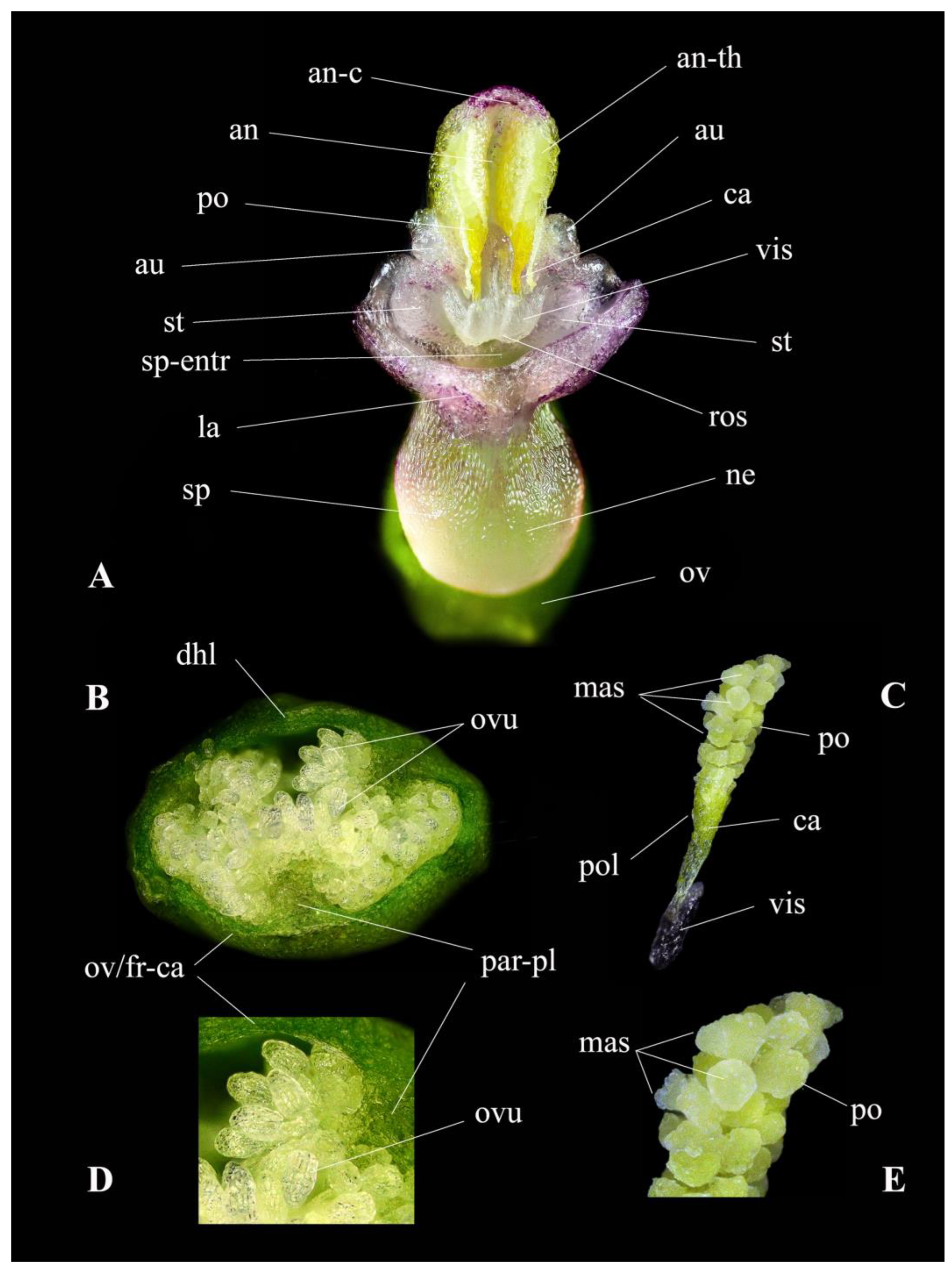 Plants 13 01363 g007
