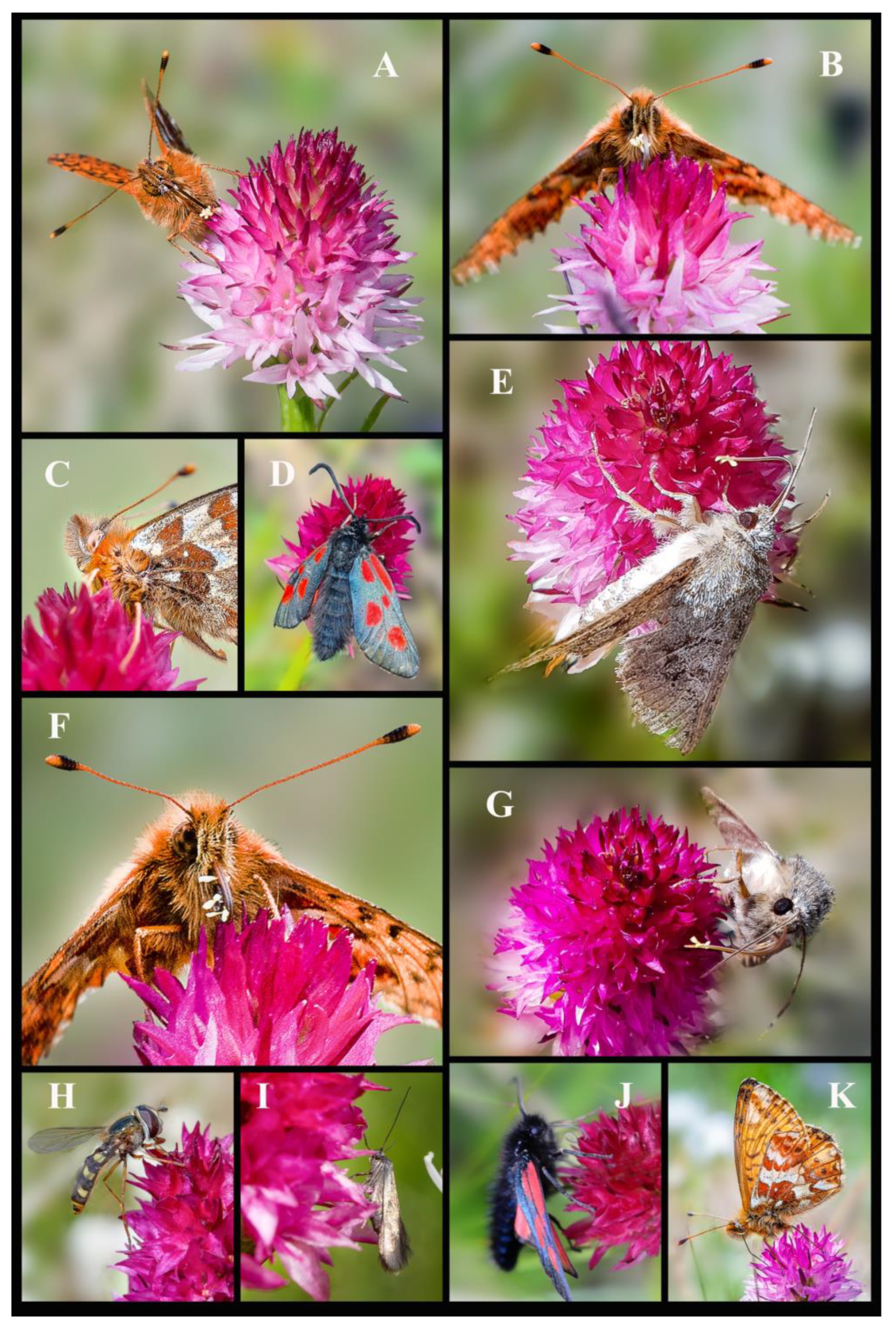 Plants 13 01363 g010