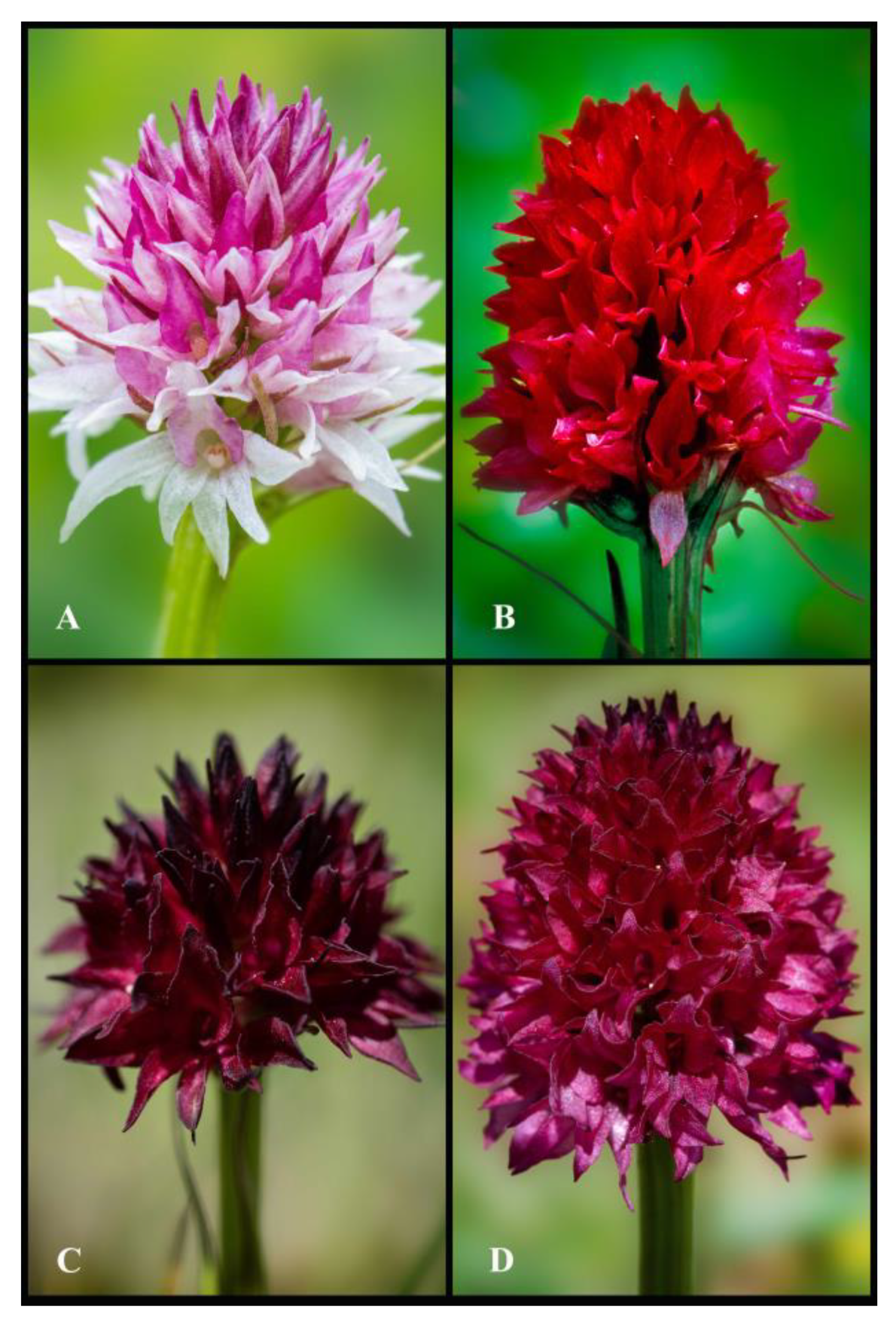 Plants 13 01363 g011