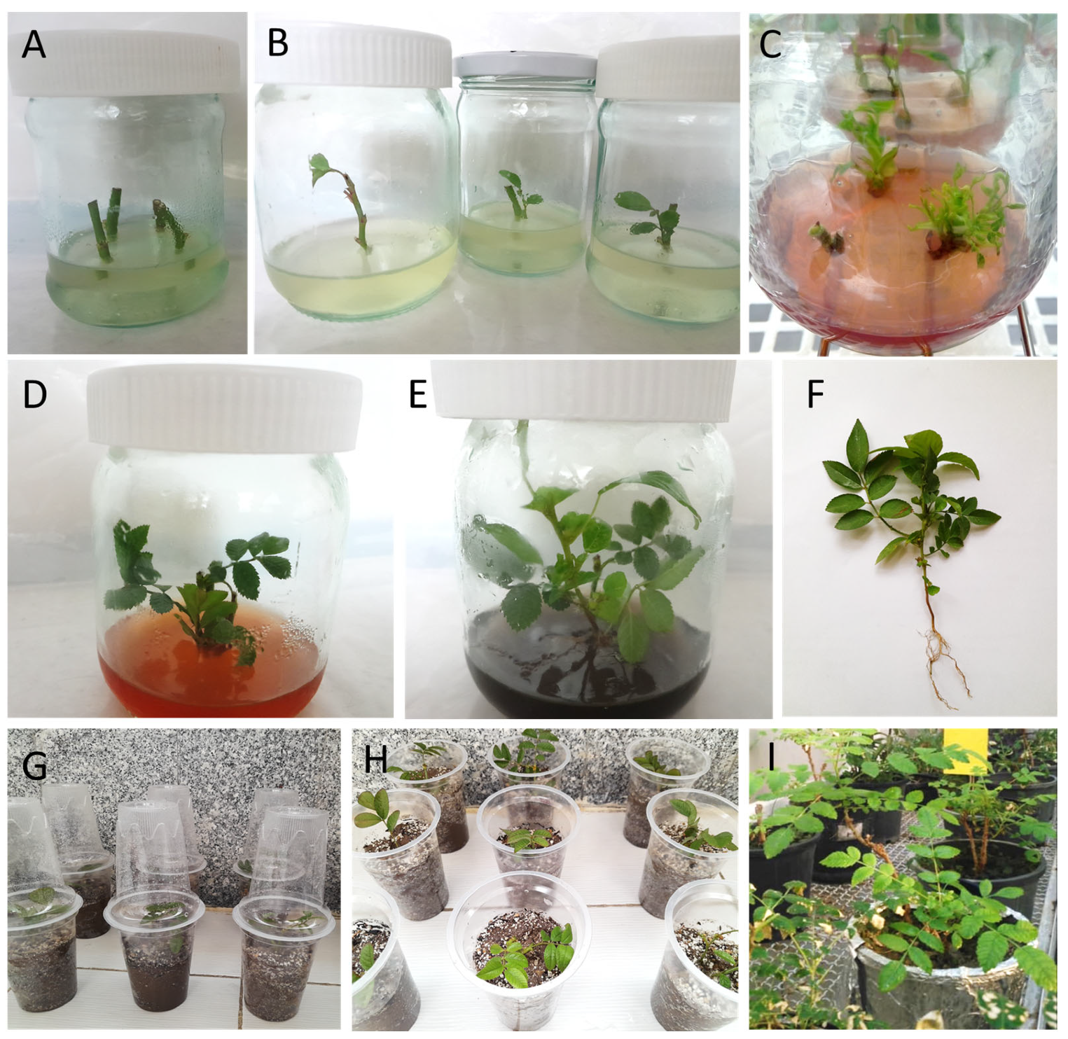 Plants 13 01364 g001