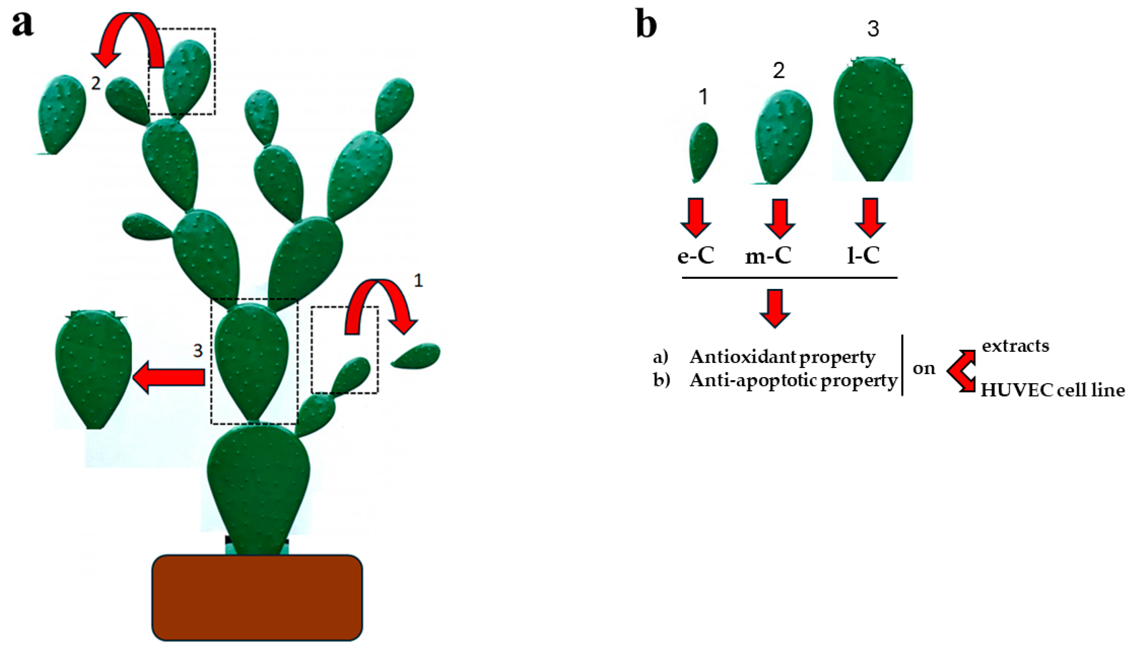 Plants 13 01365 g001