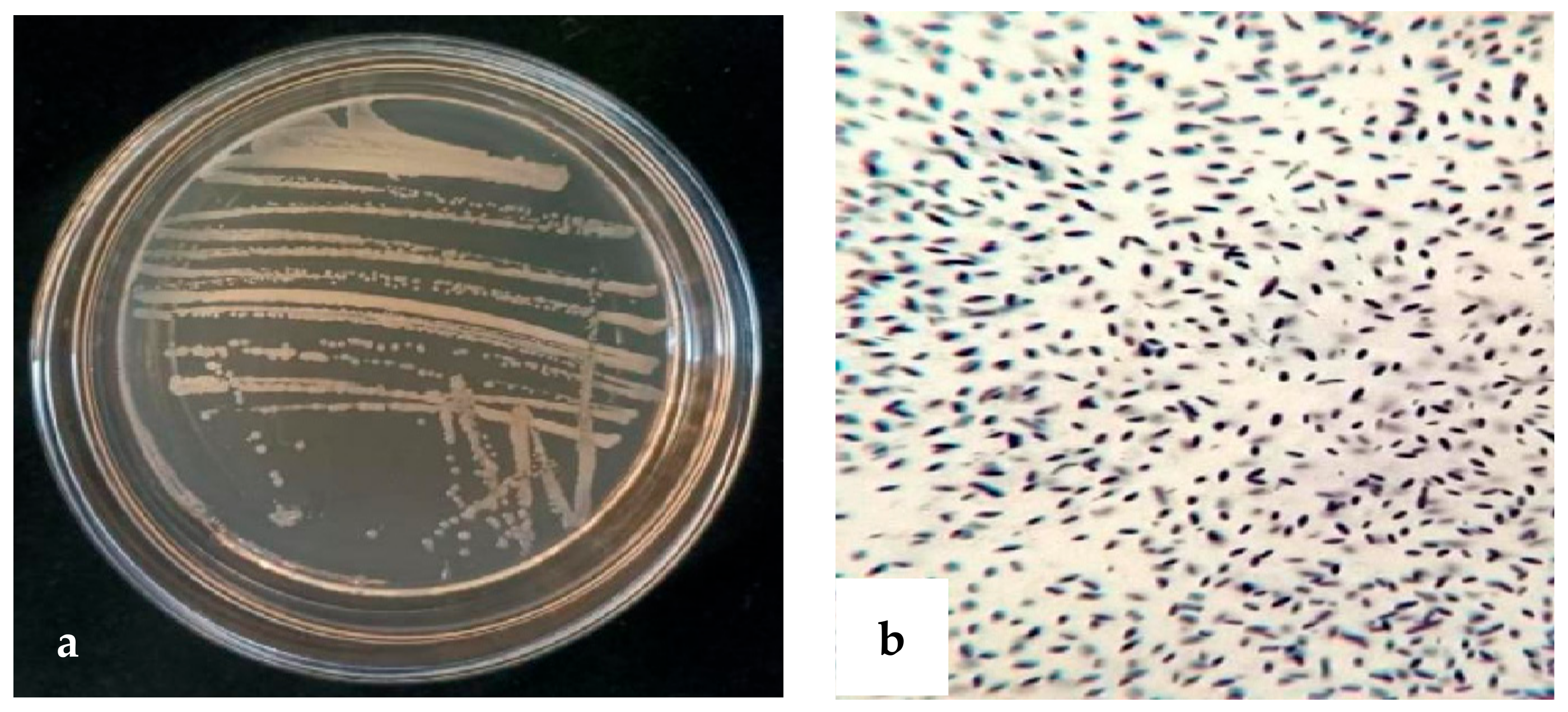 Plants 13 01366 g005