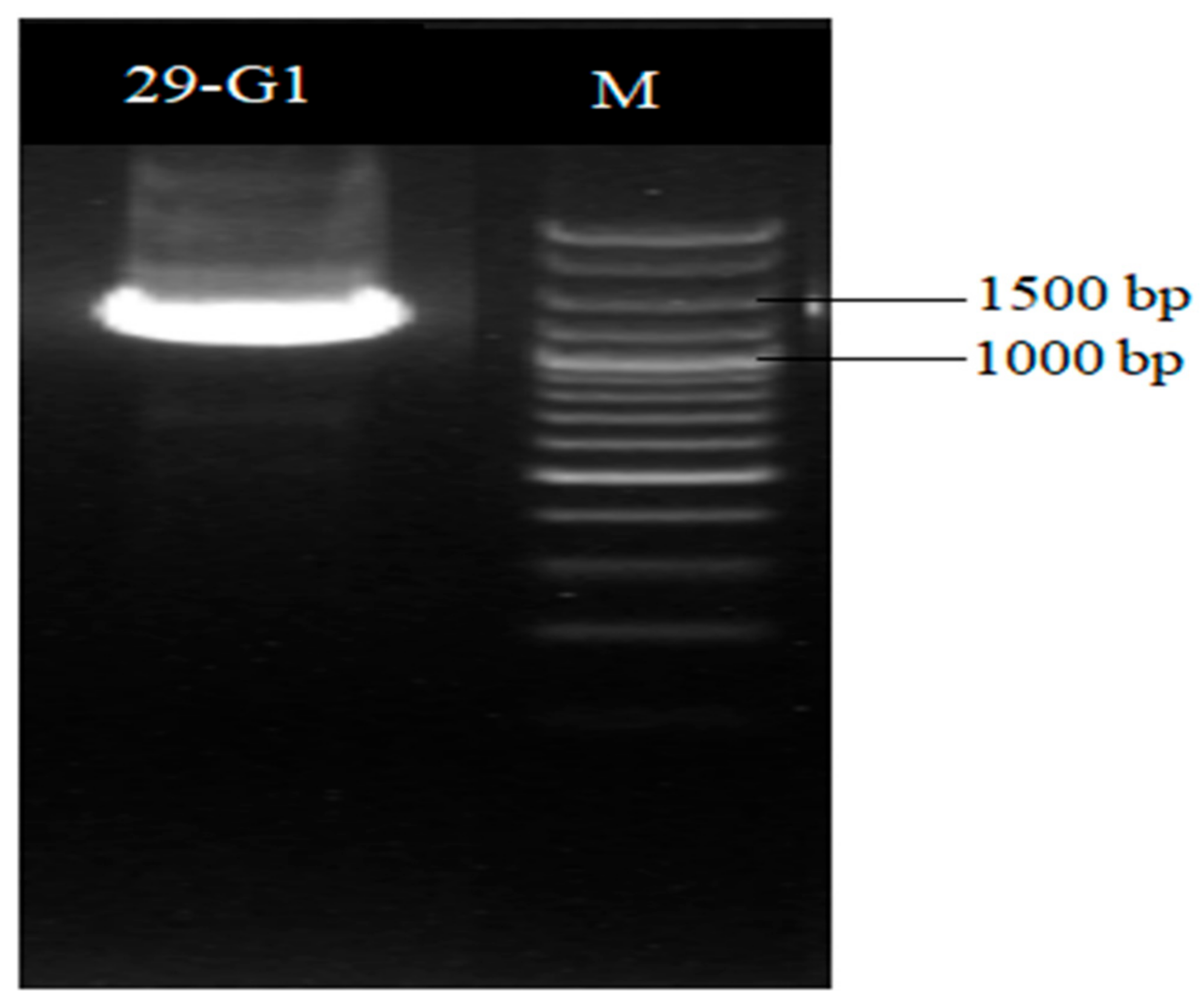 Plants 13 01366 g006