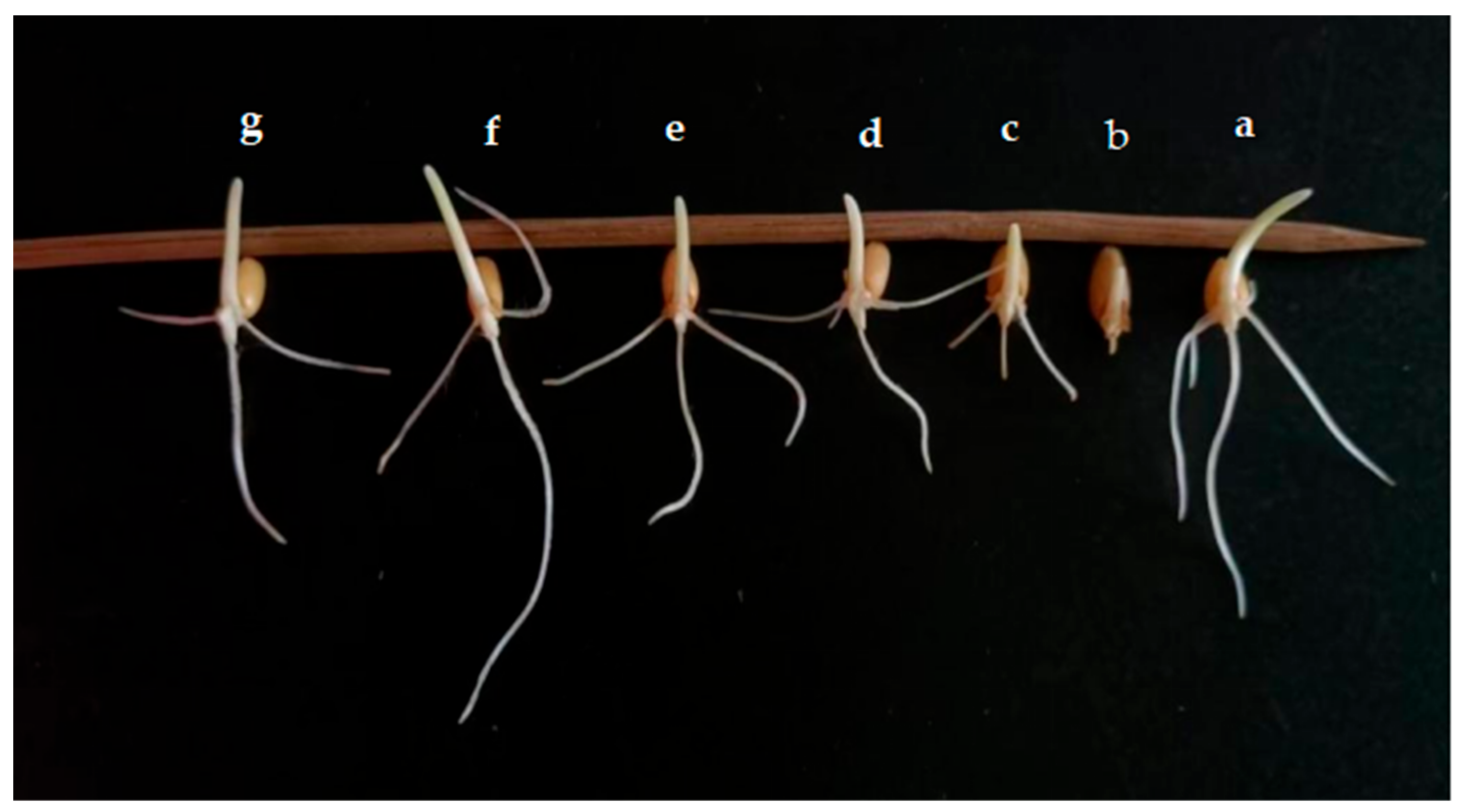 Plants 13 01366 g011