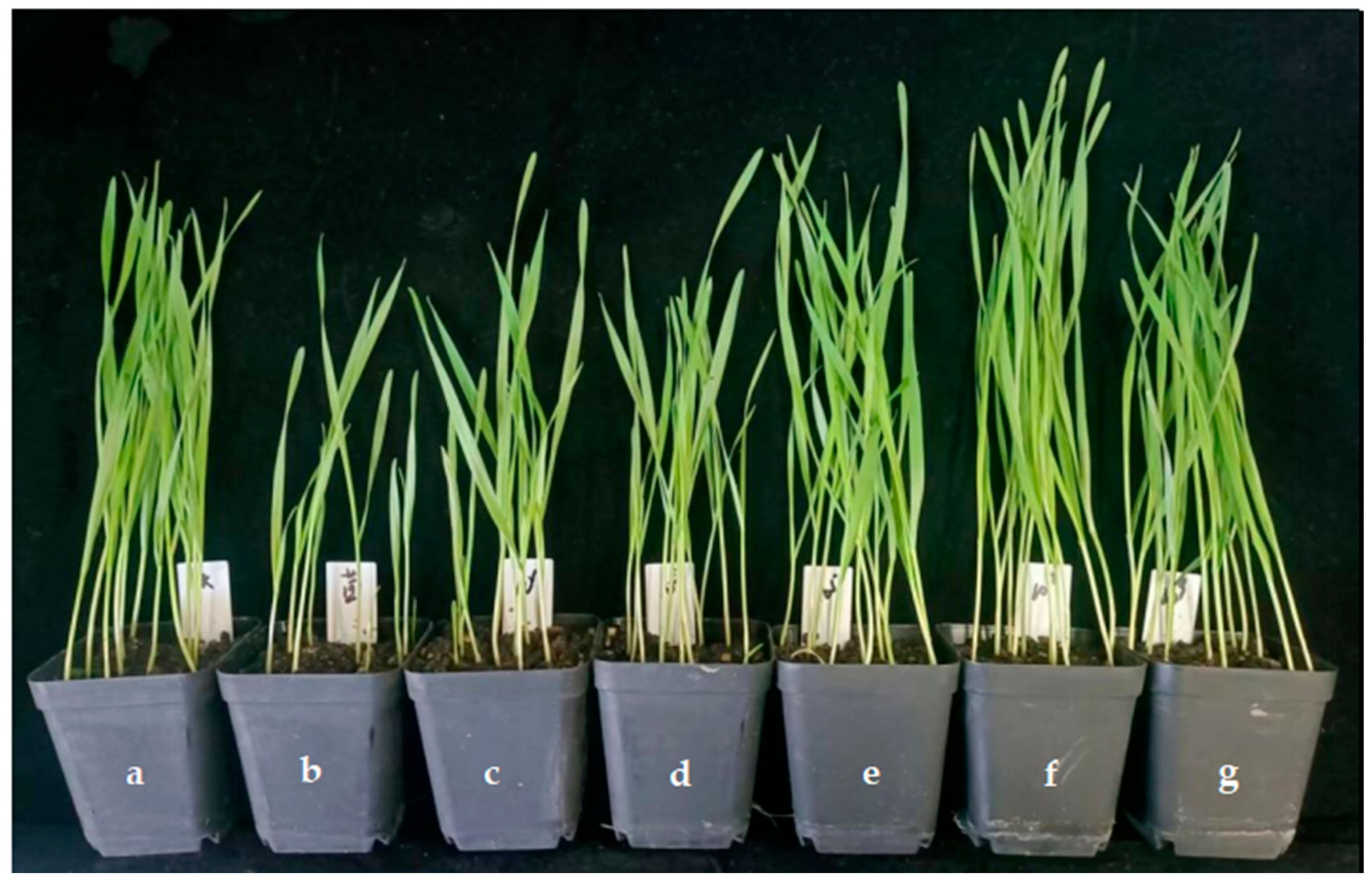 Plants 13 01366 g012