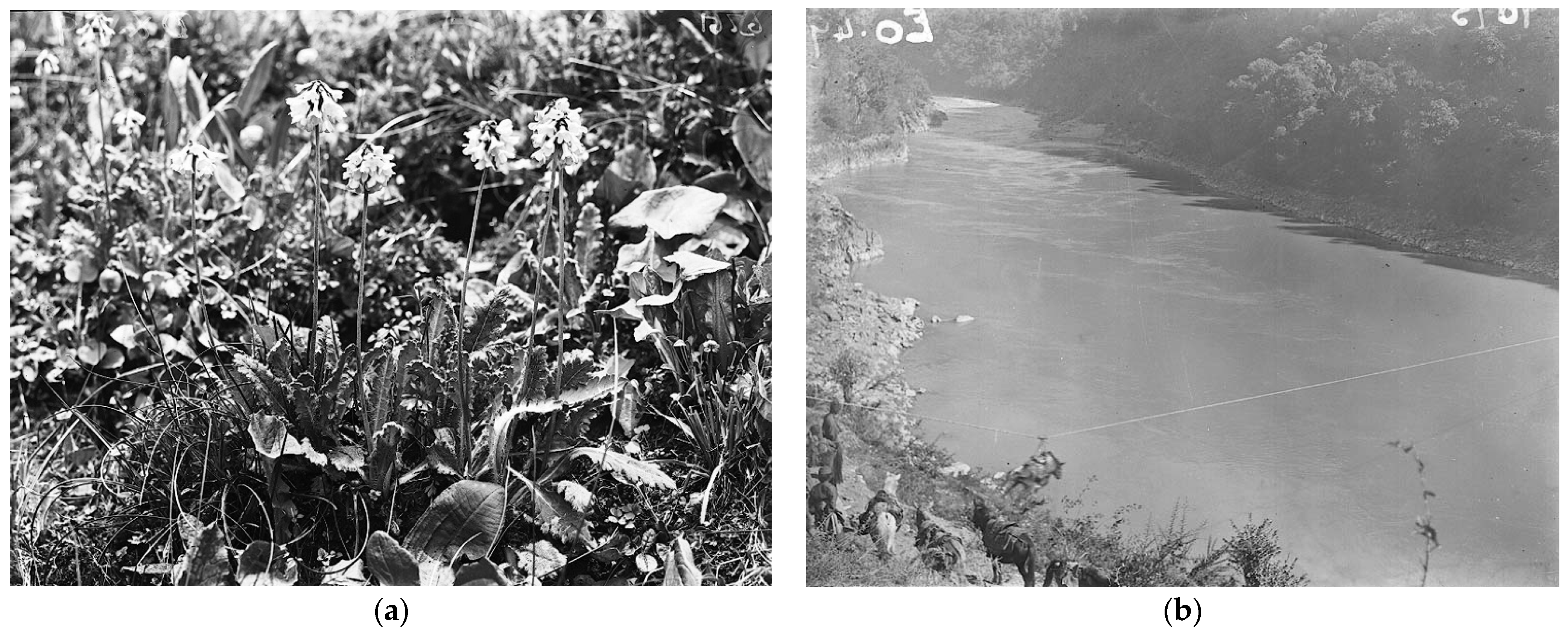 Plants 13 01367 g007