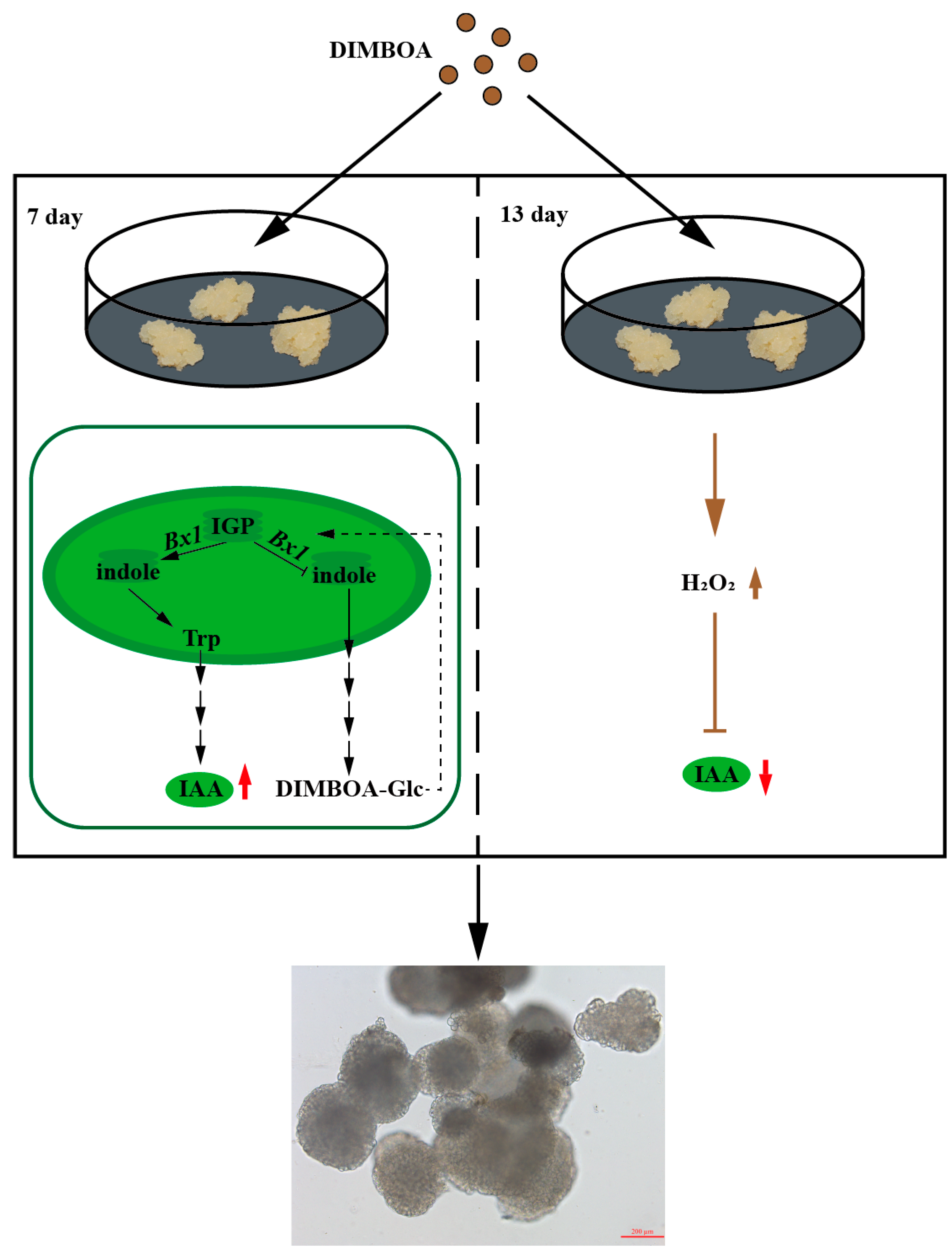 Plants 13 01373 g008