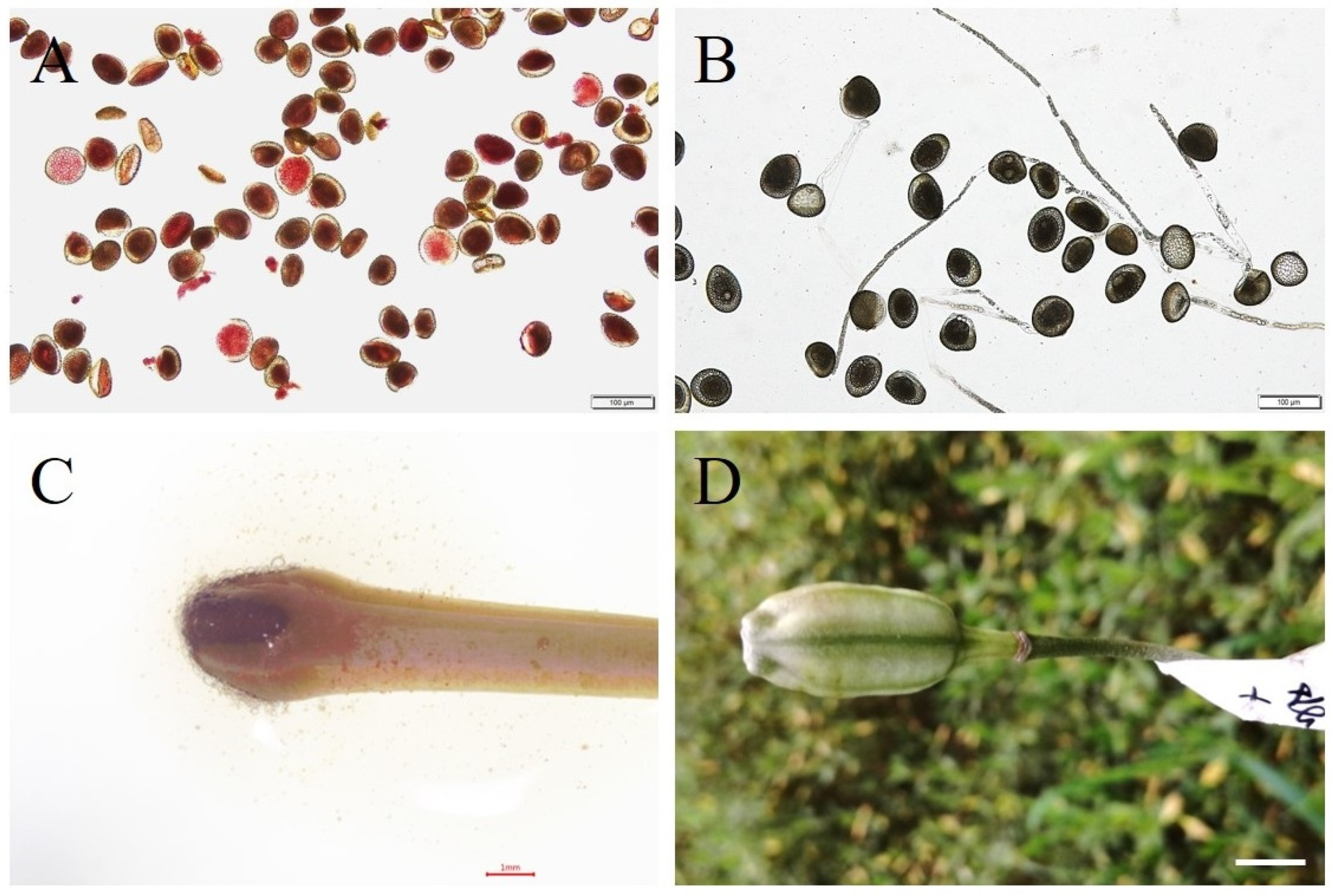 Plants 13 01376 g001