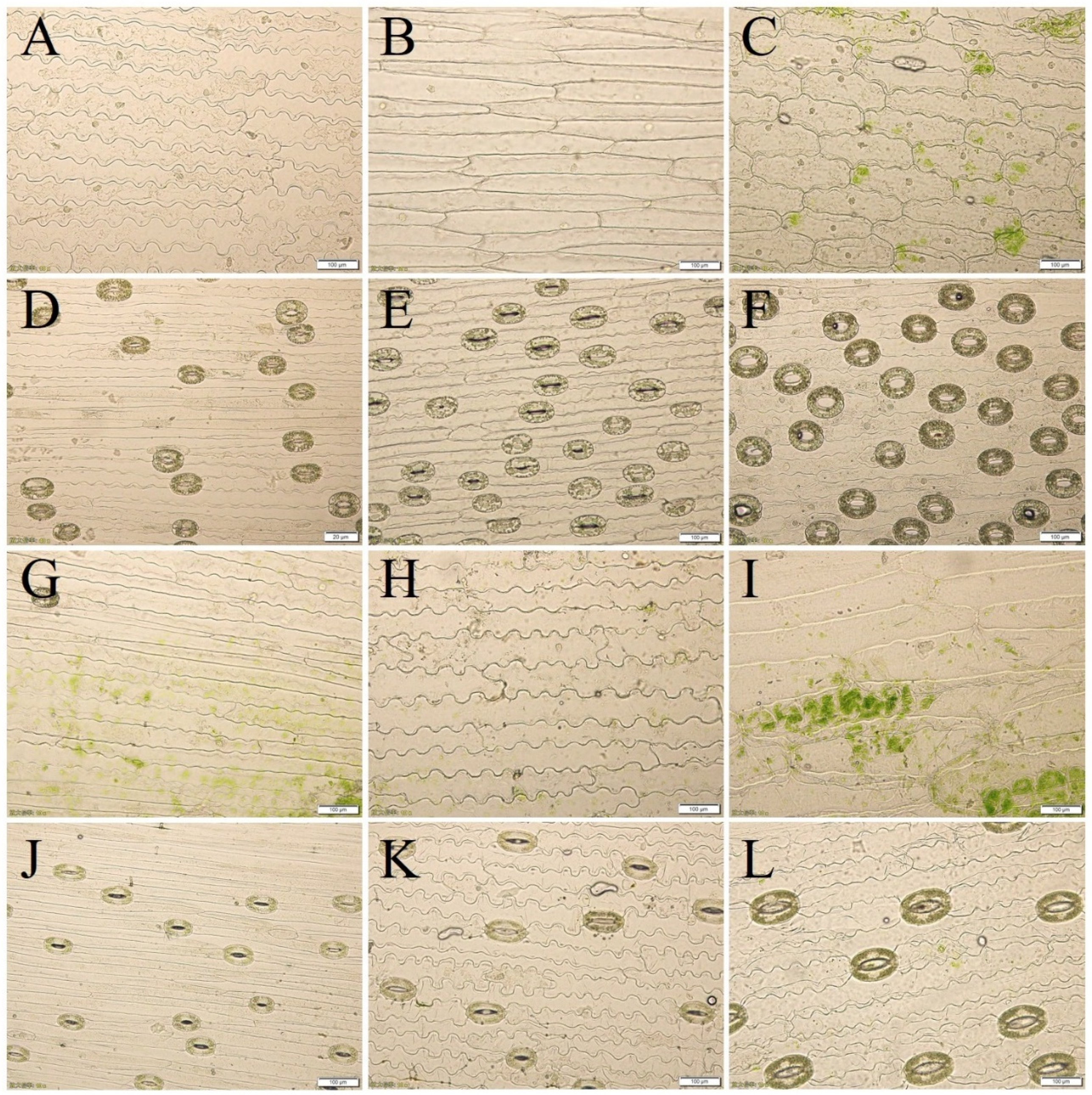 Plants 13 01376 g004