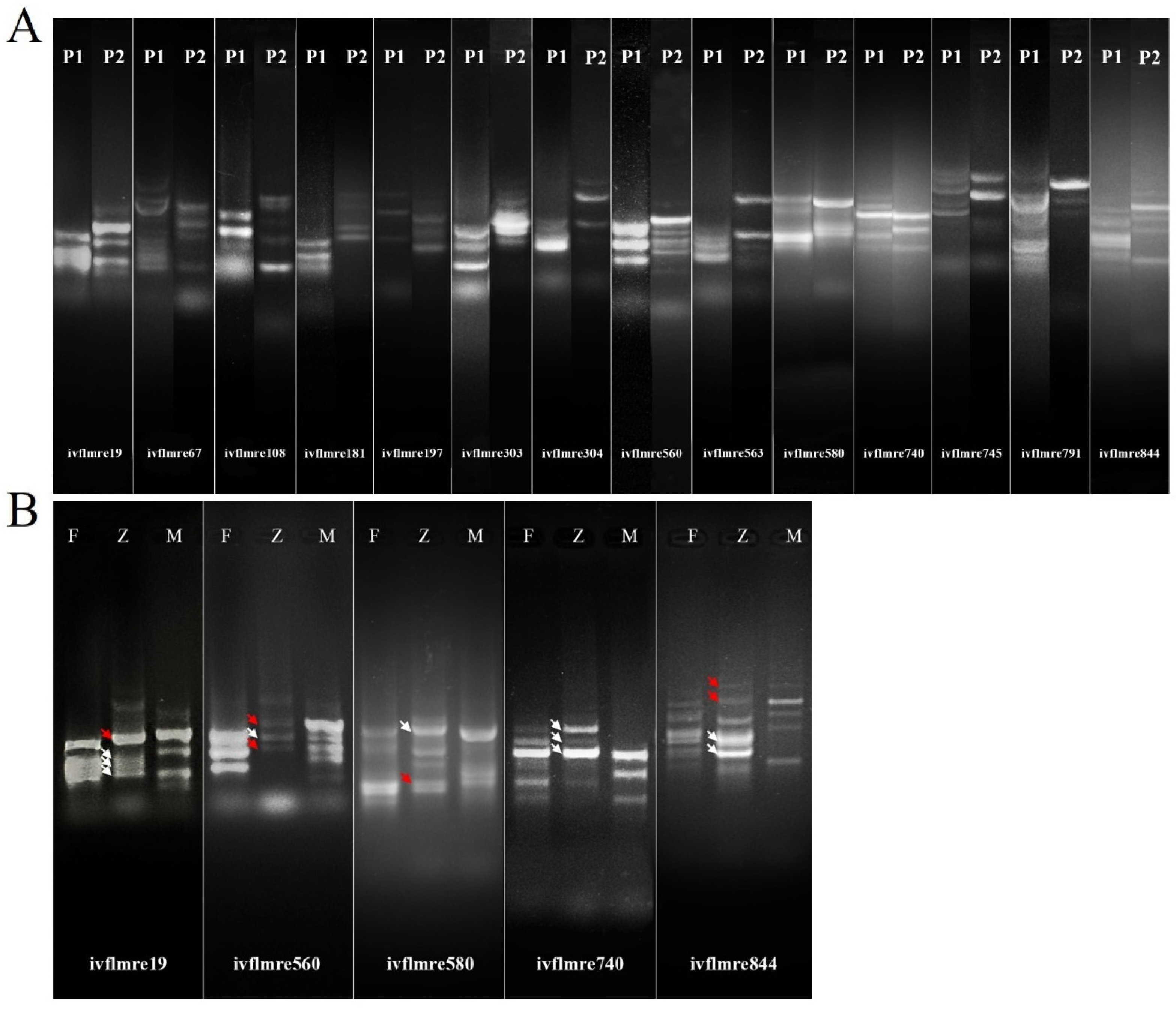 Plants 13 01376 g005