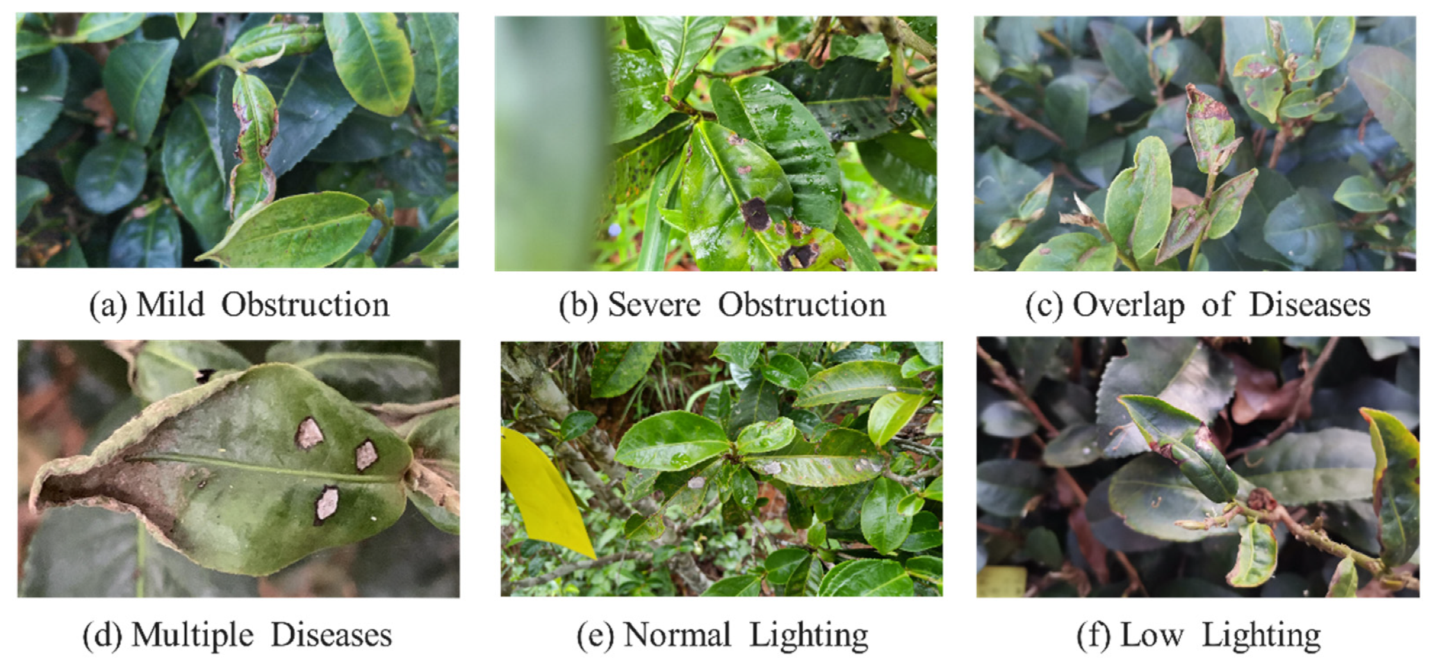 Plants 13 01377 g017