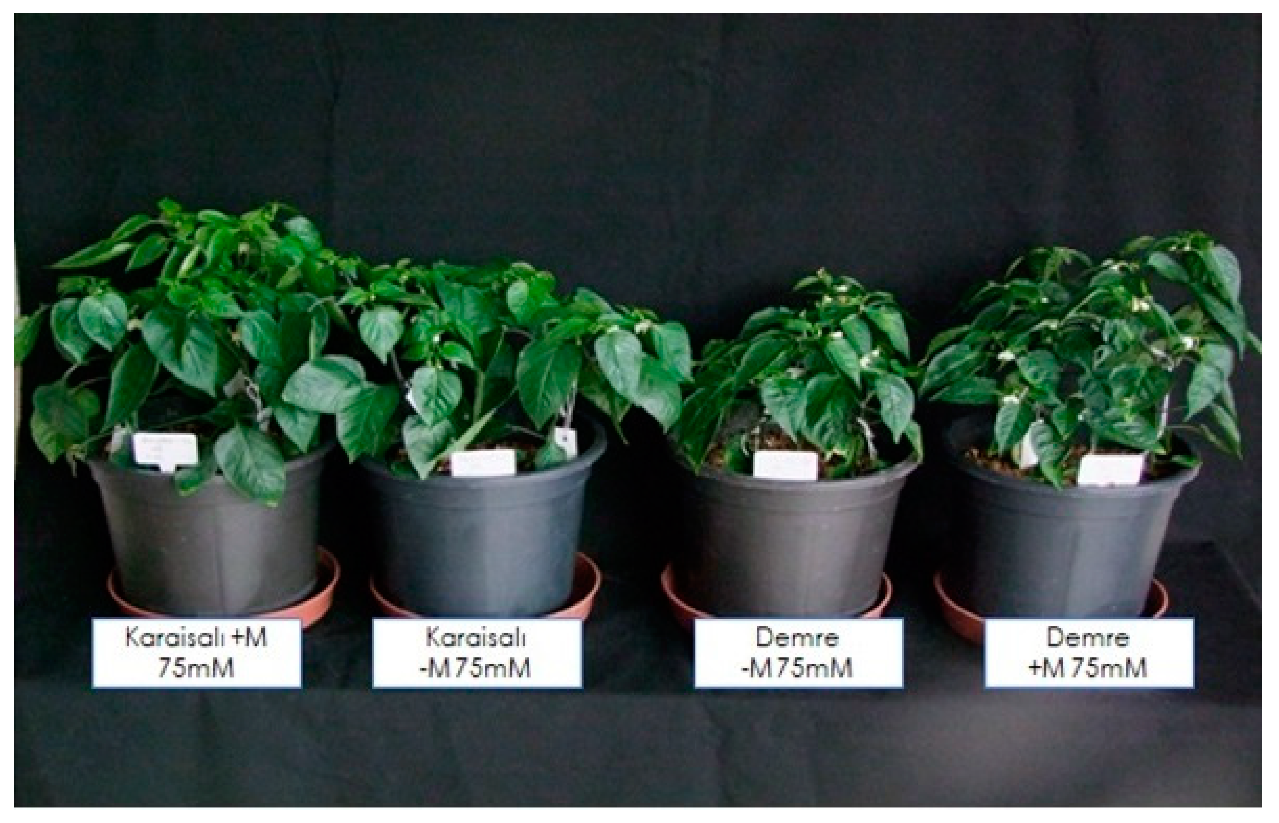 Plants 13 01380 g001a