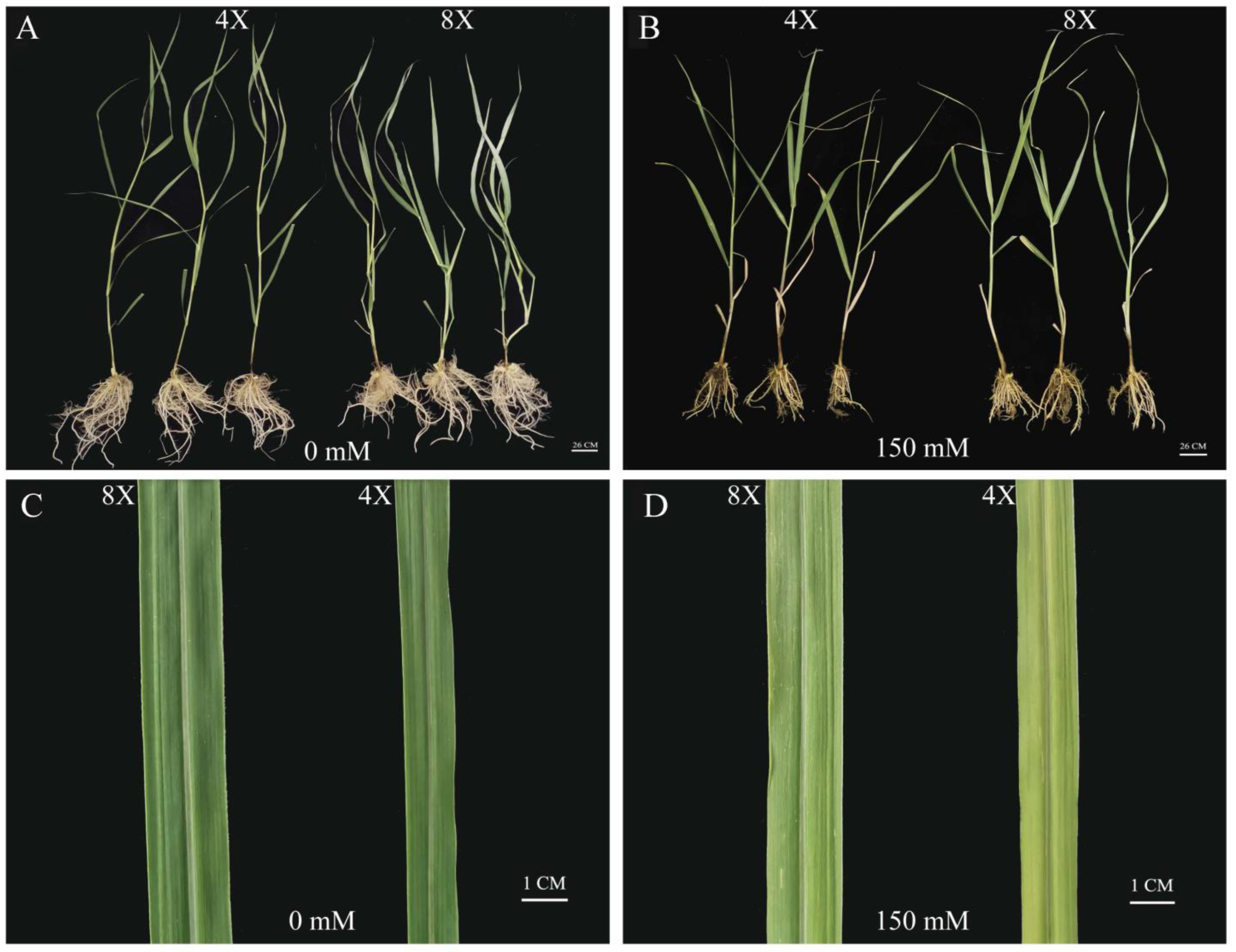 Plants 13 01383 g001