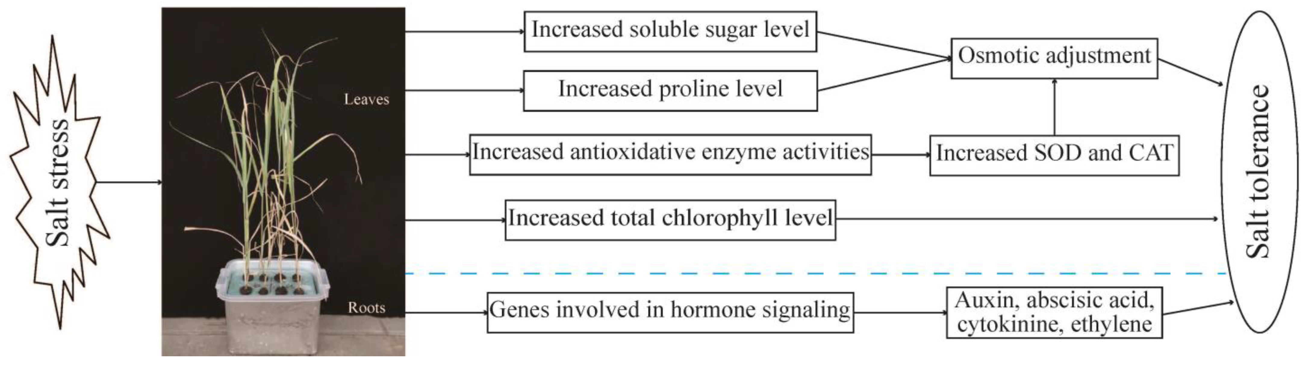 Plants 13 01383 g008