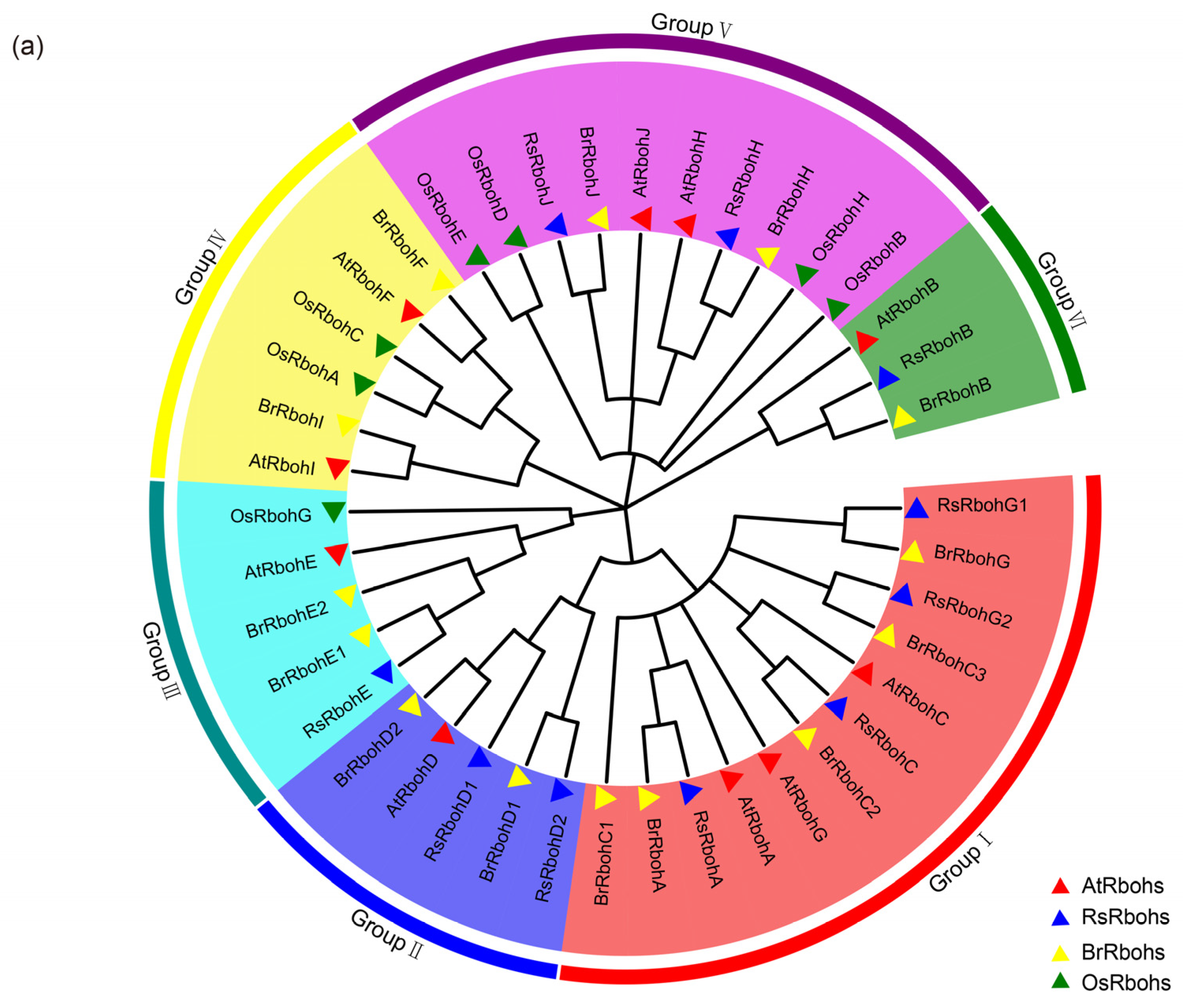 Plants 13 01386 g003a