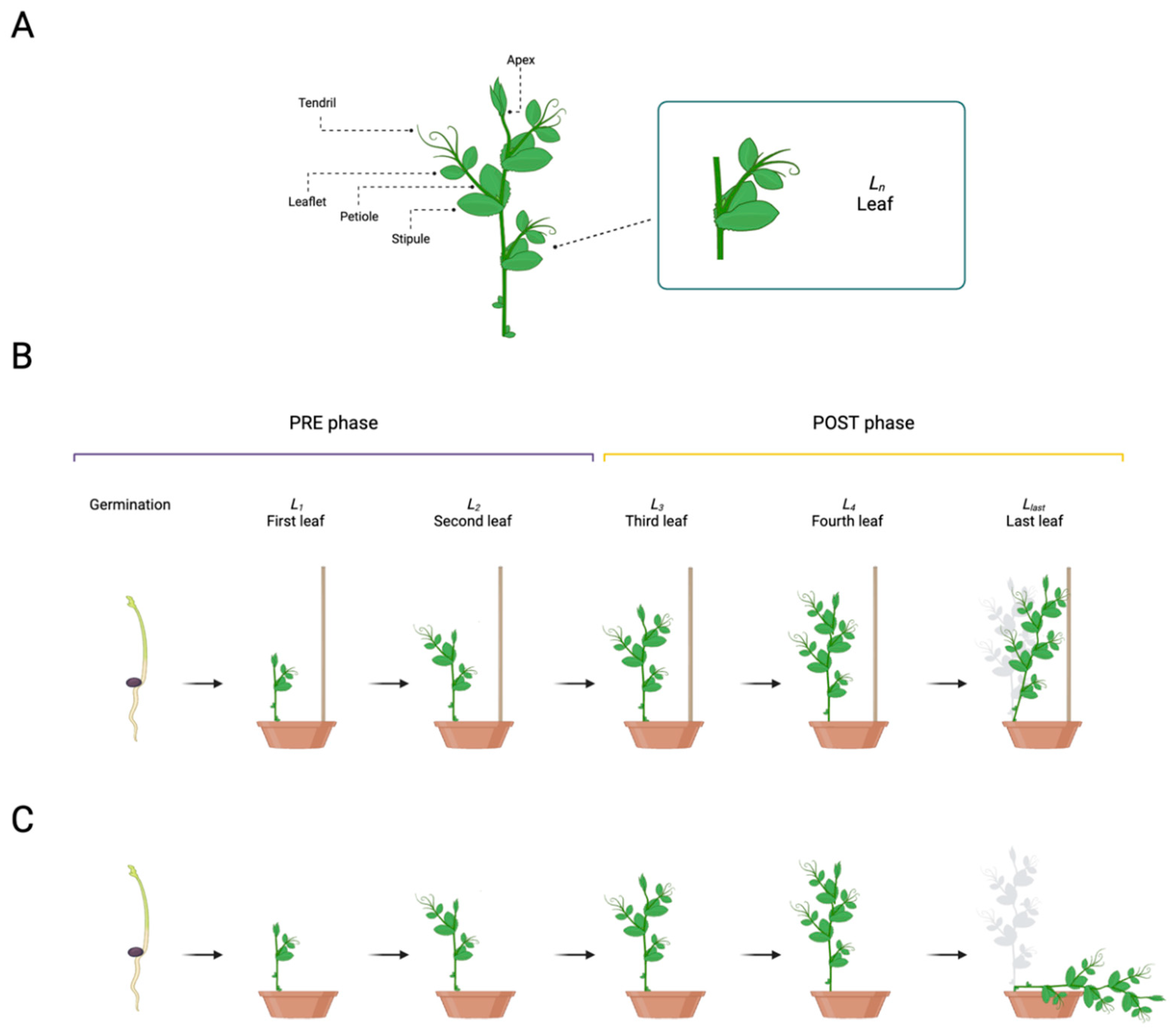 Plants 13 01389 g001