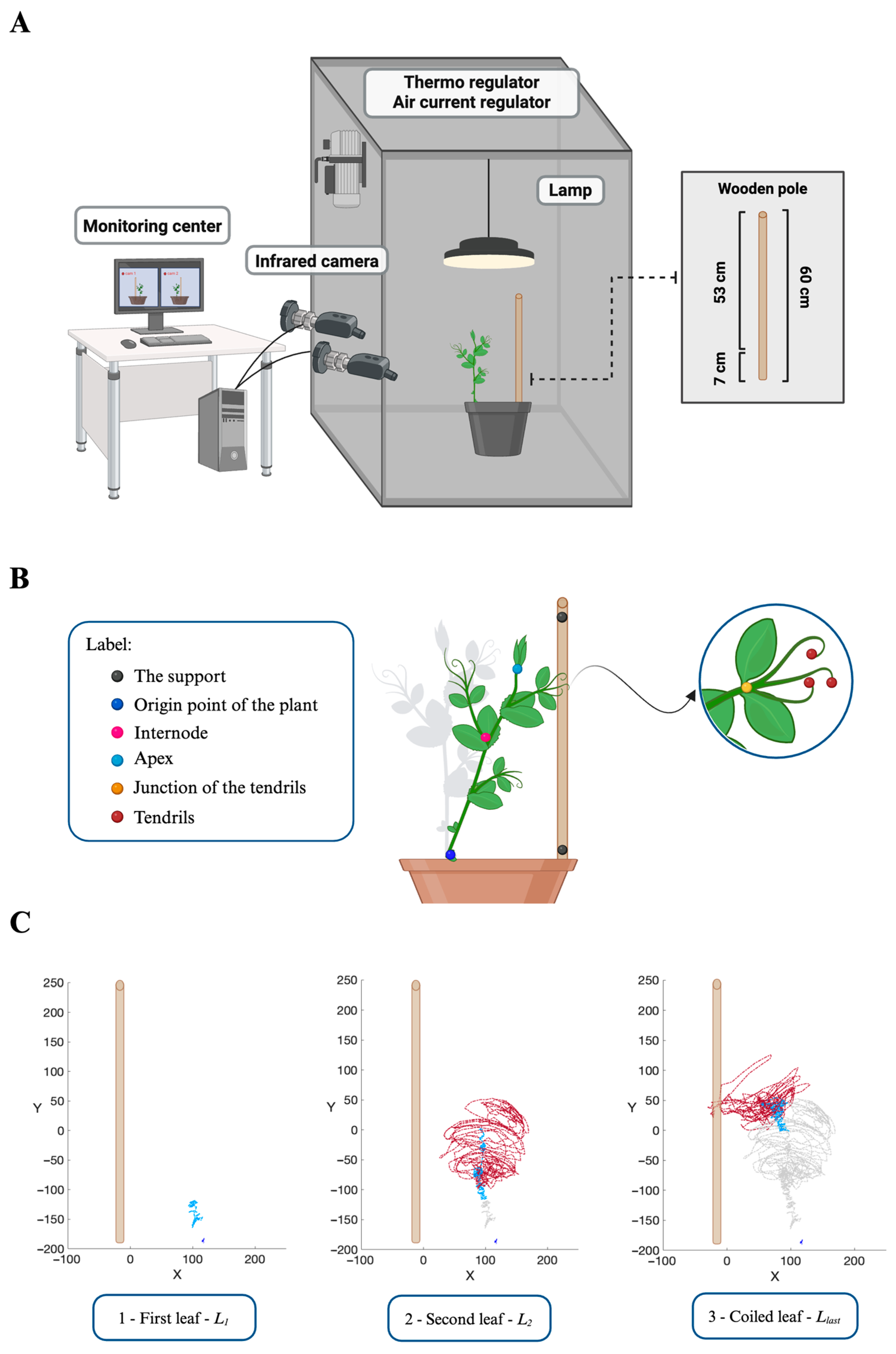 Plants 13 01389 g007