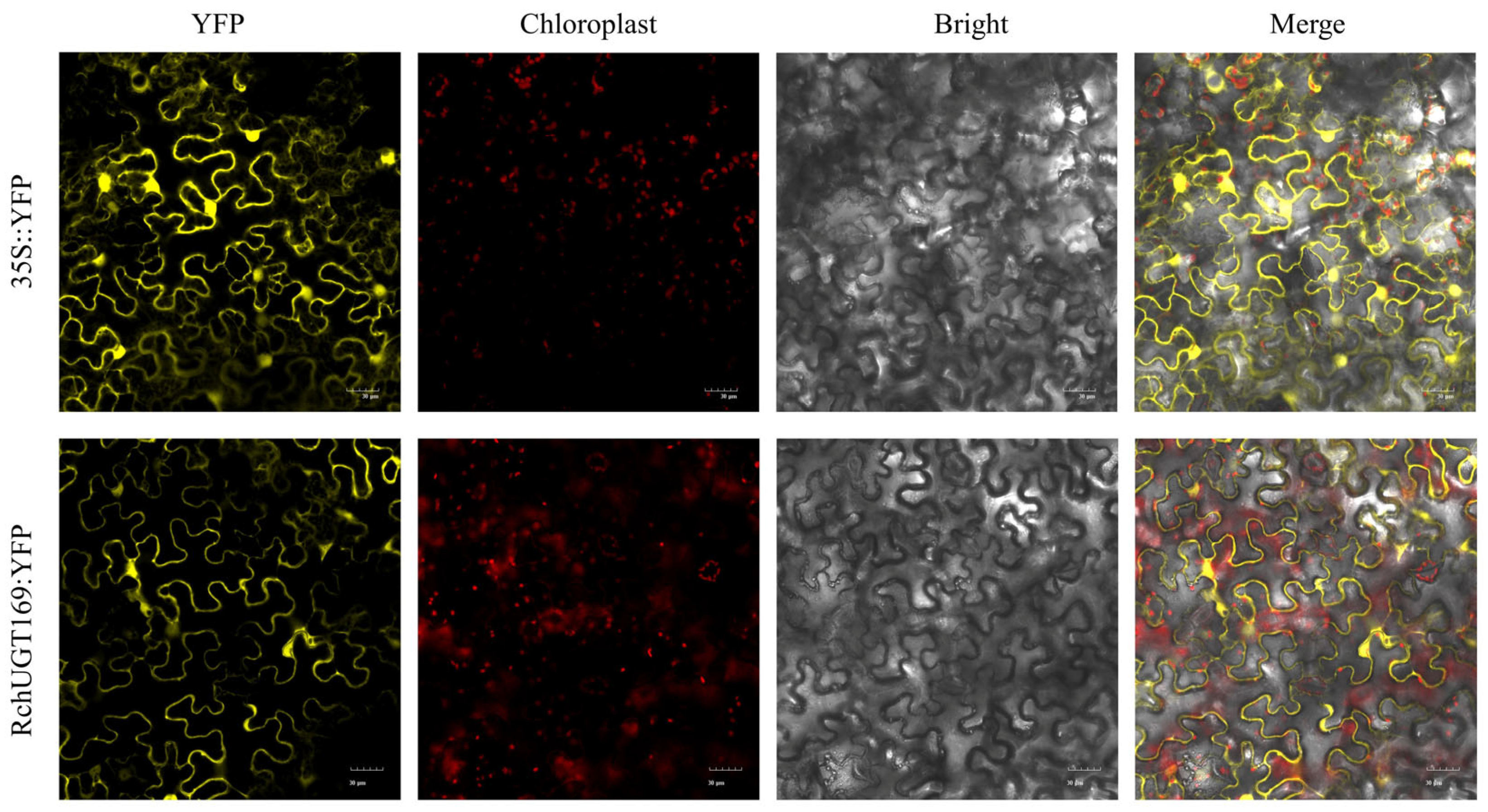 Plants 13 01390 g007