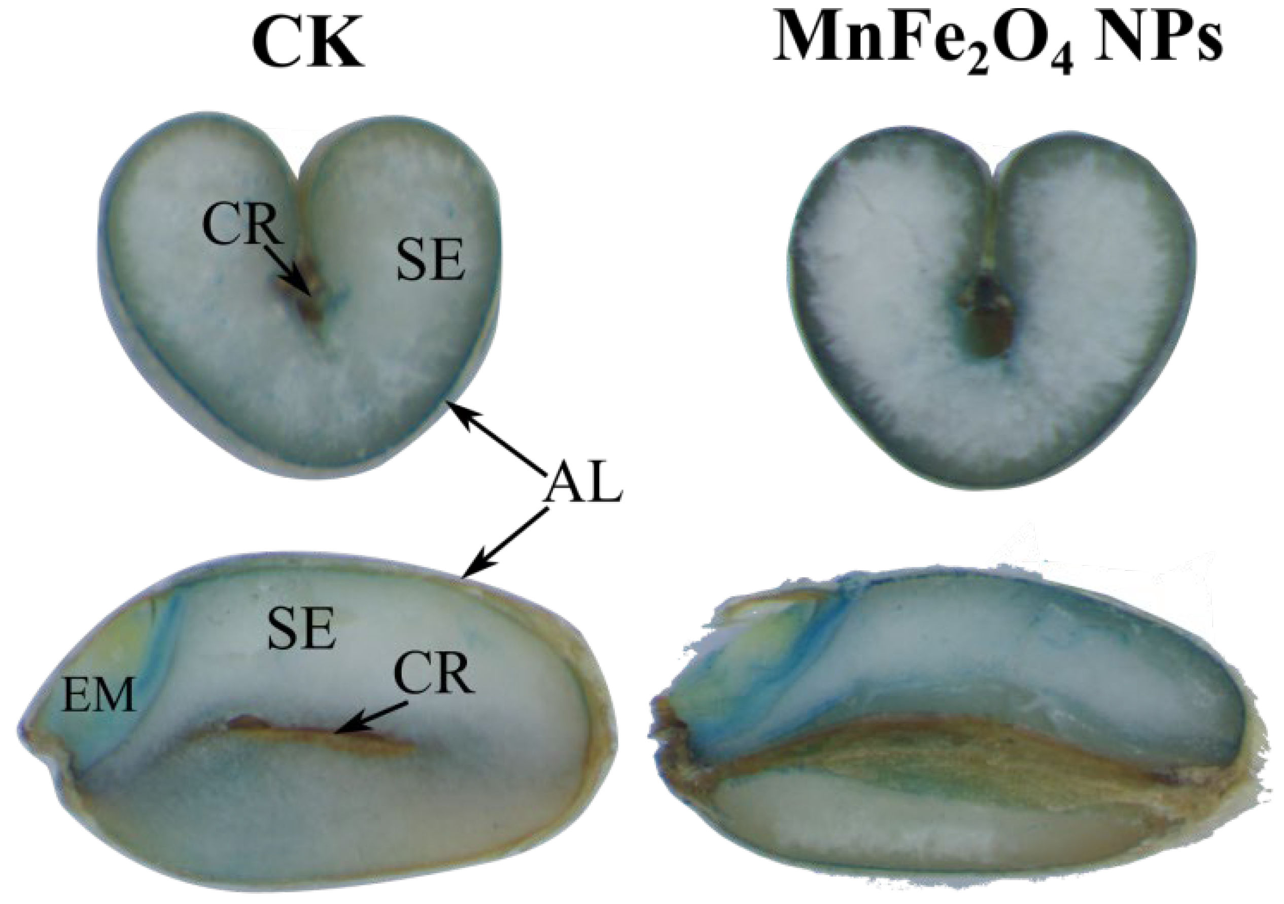 Plants 13 01395 g005