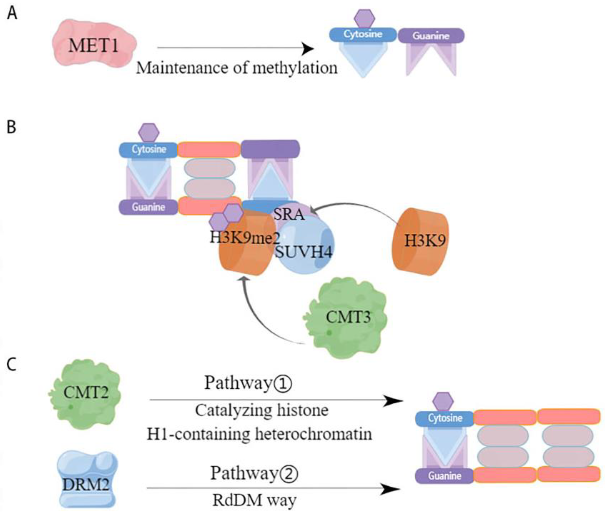 Plants 13 01400 g002