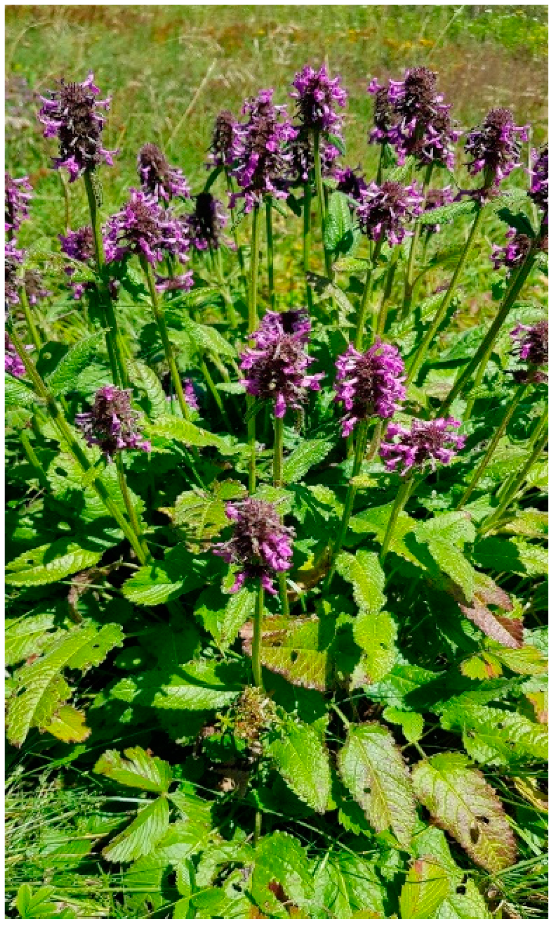 Plants 13 01406 g001