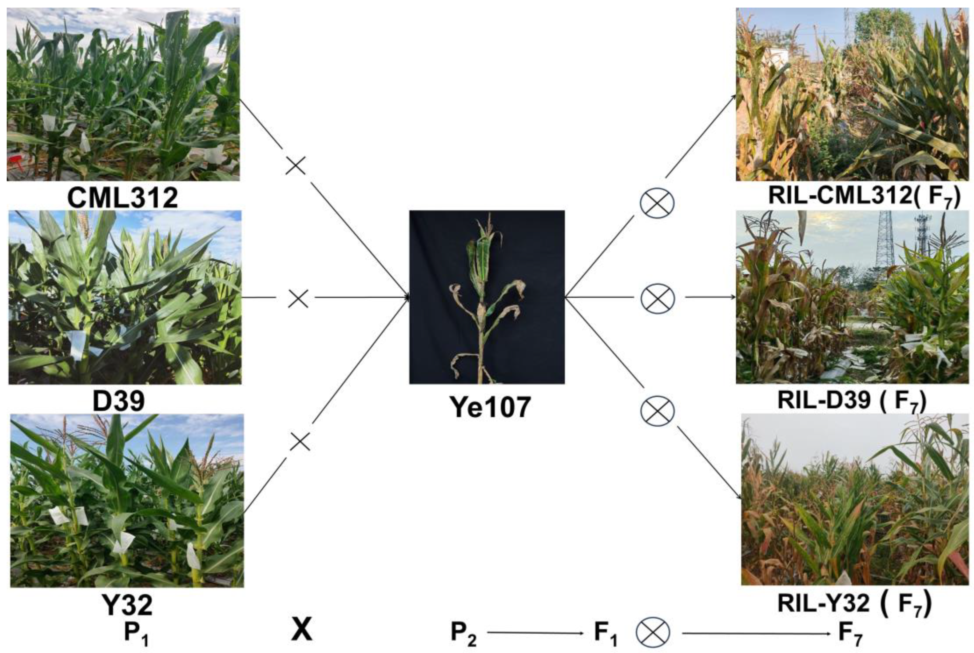 Plants 13 01410 g008