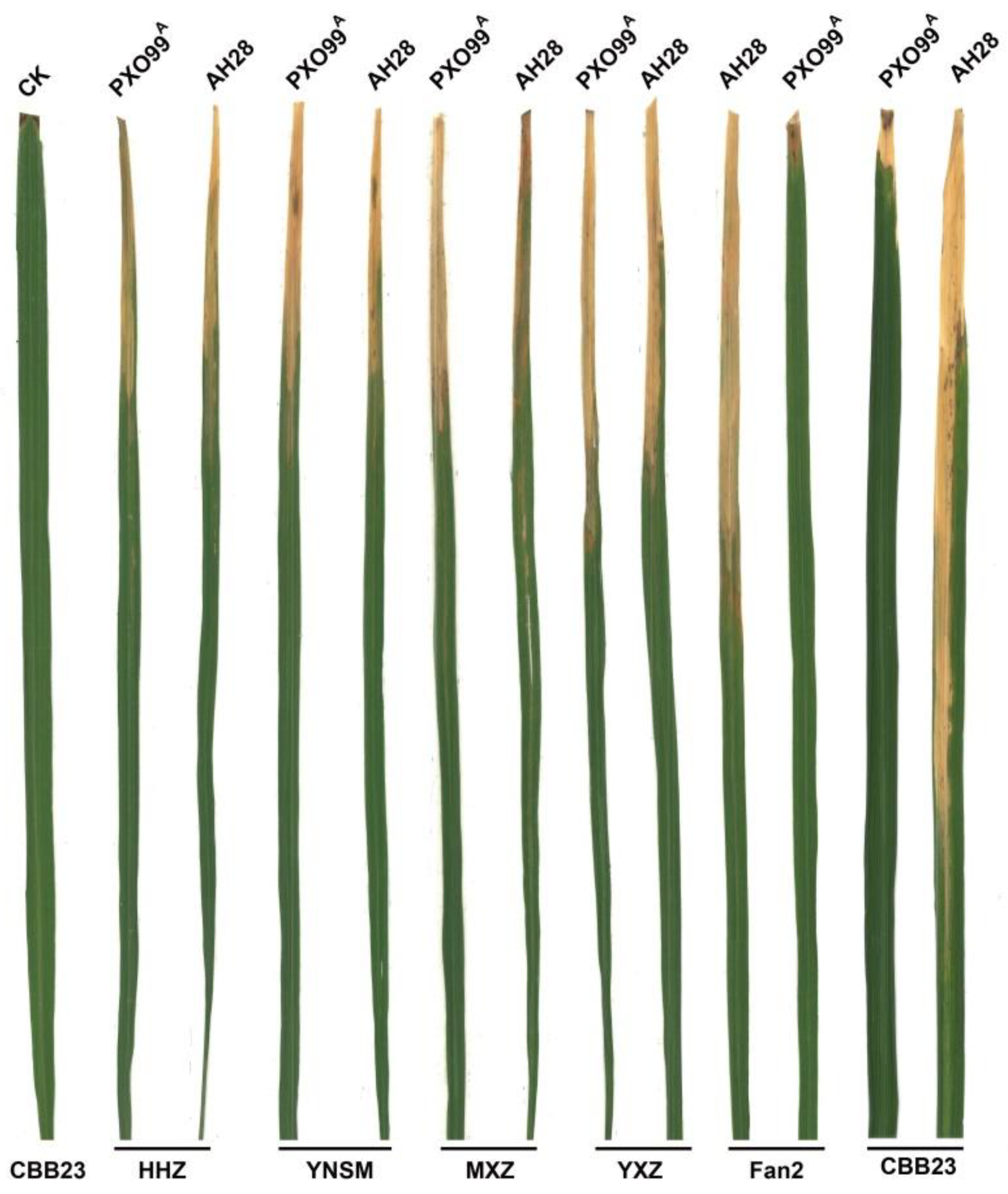 Plants 13 01411 g001