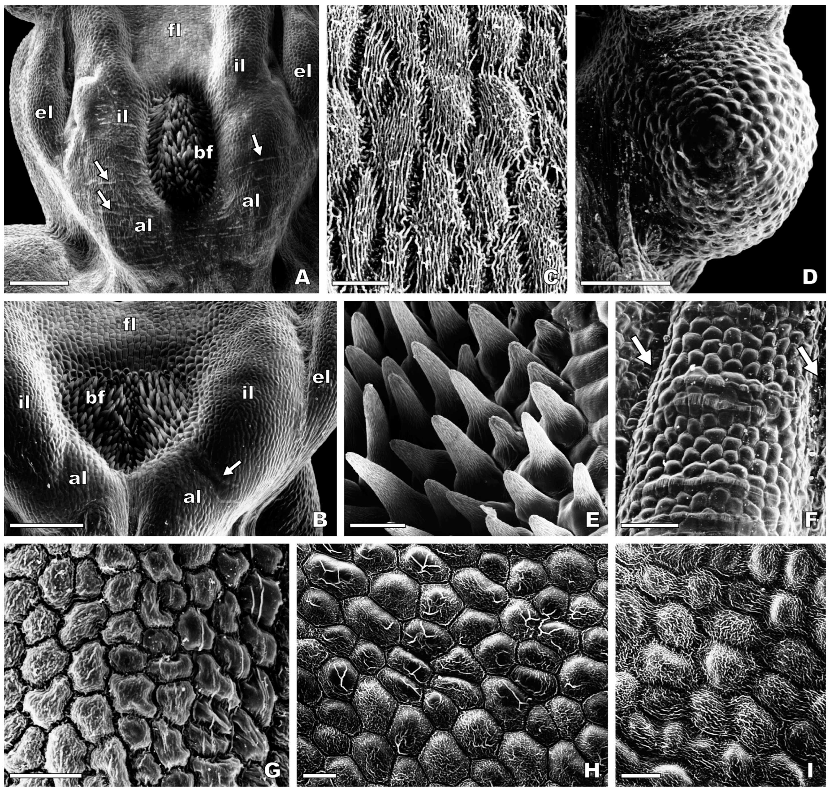 Plants 13 01413 g003