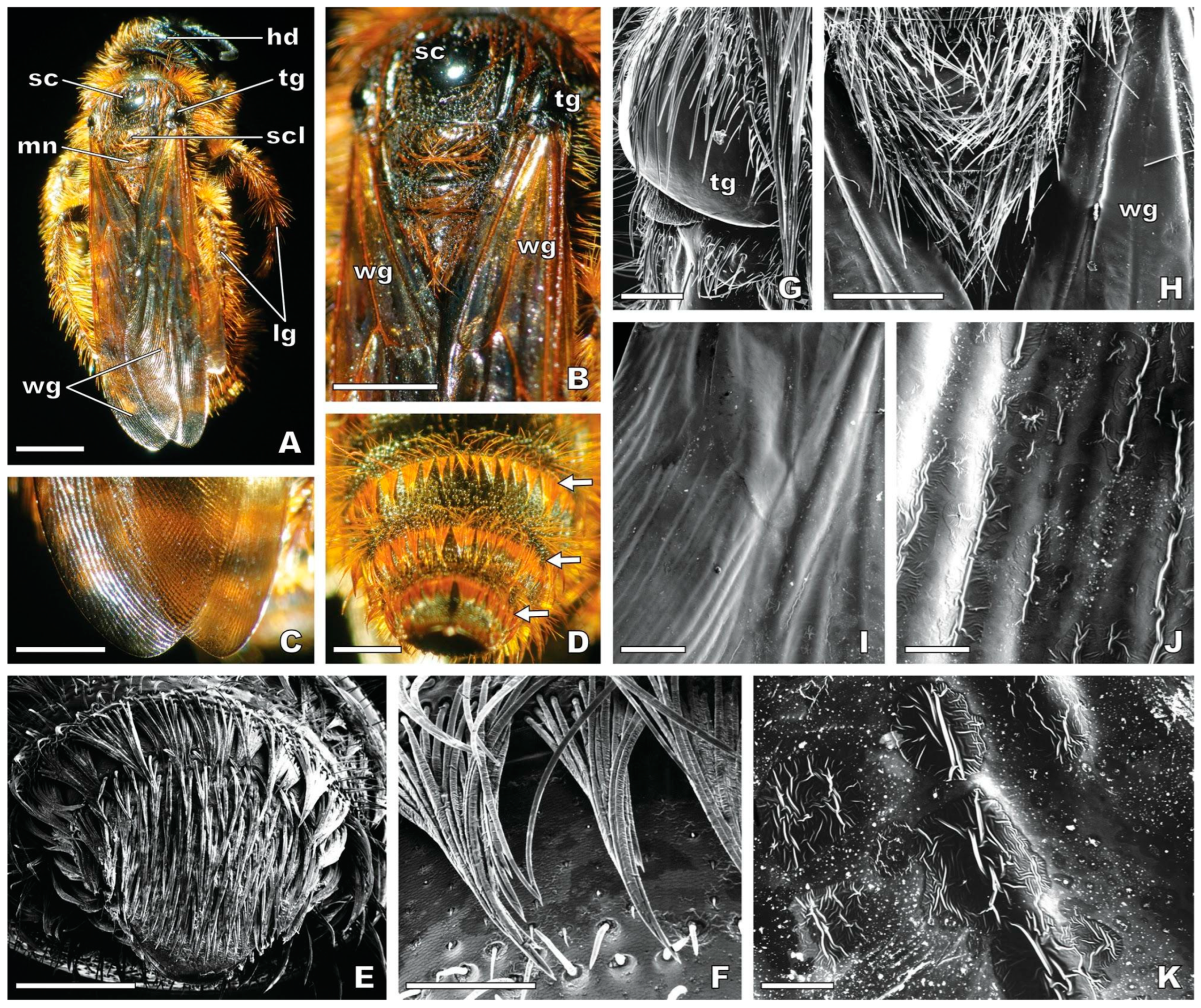 Plants 13 01413 g005