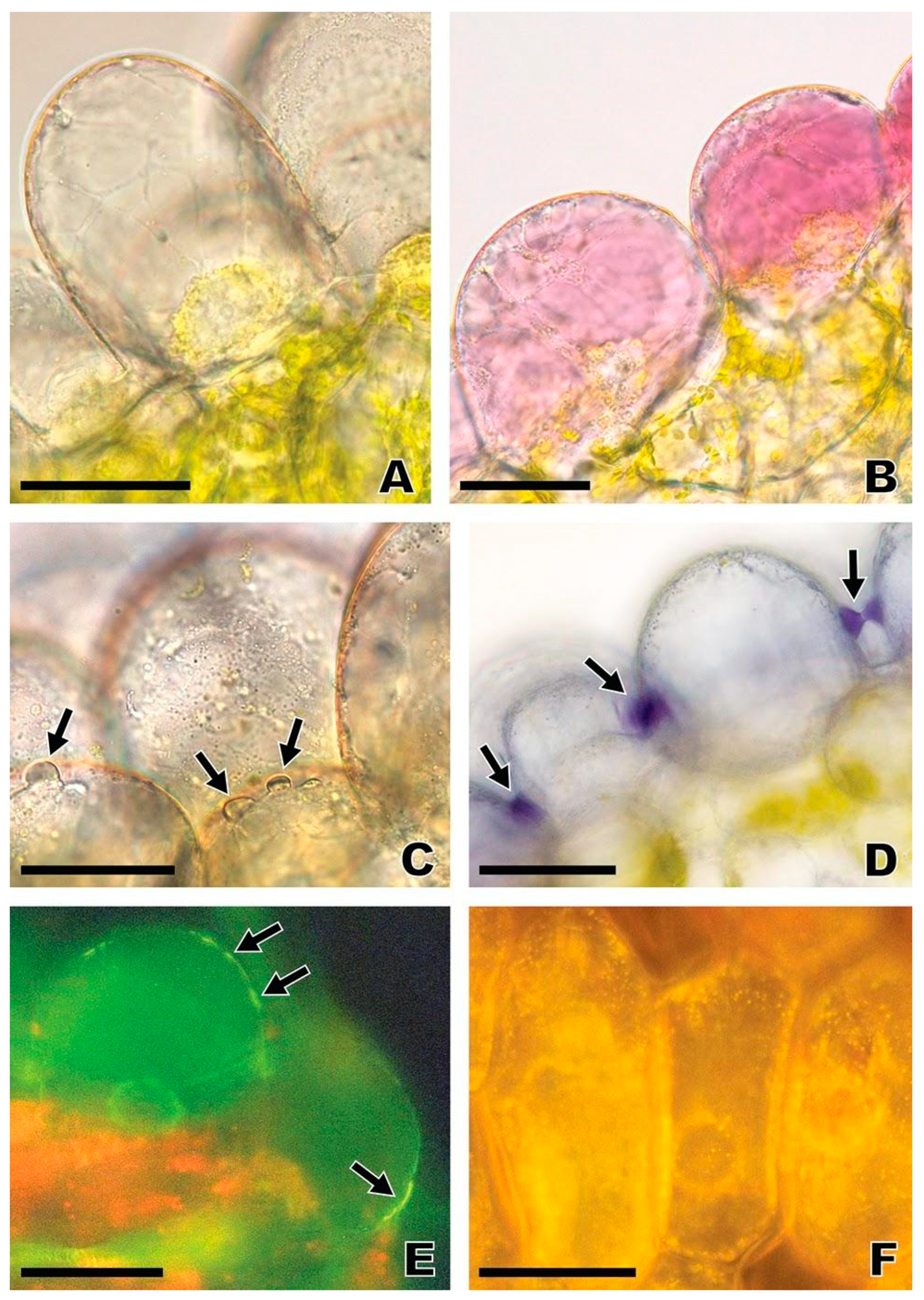Plants 13 01413 g007