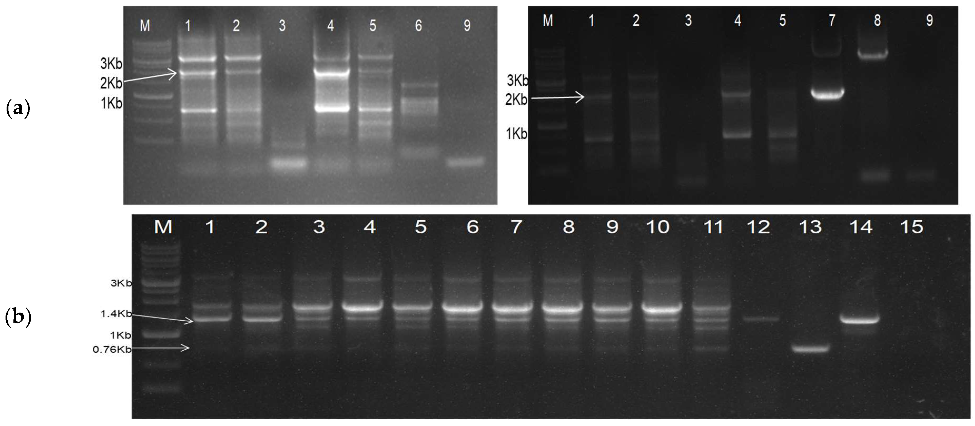 Plants 13 01414 g003