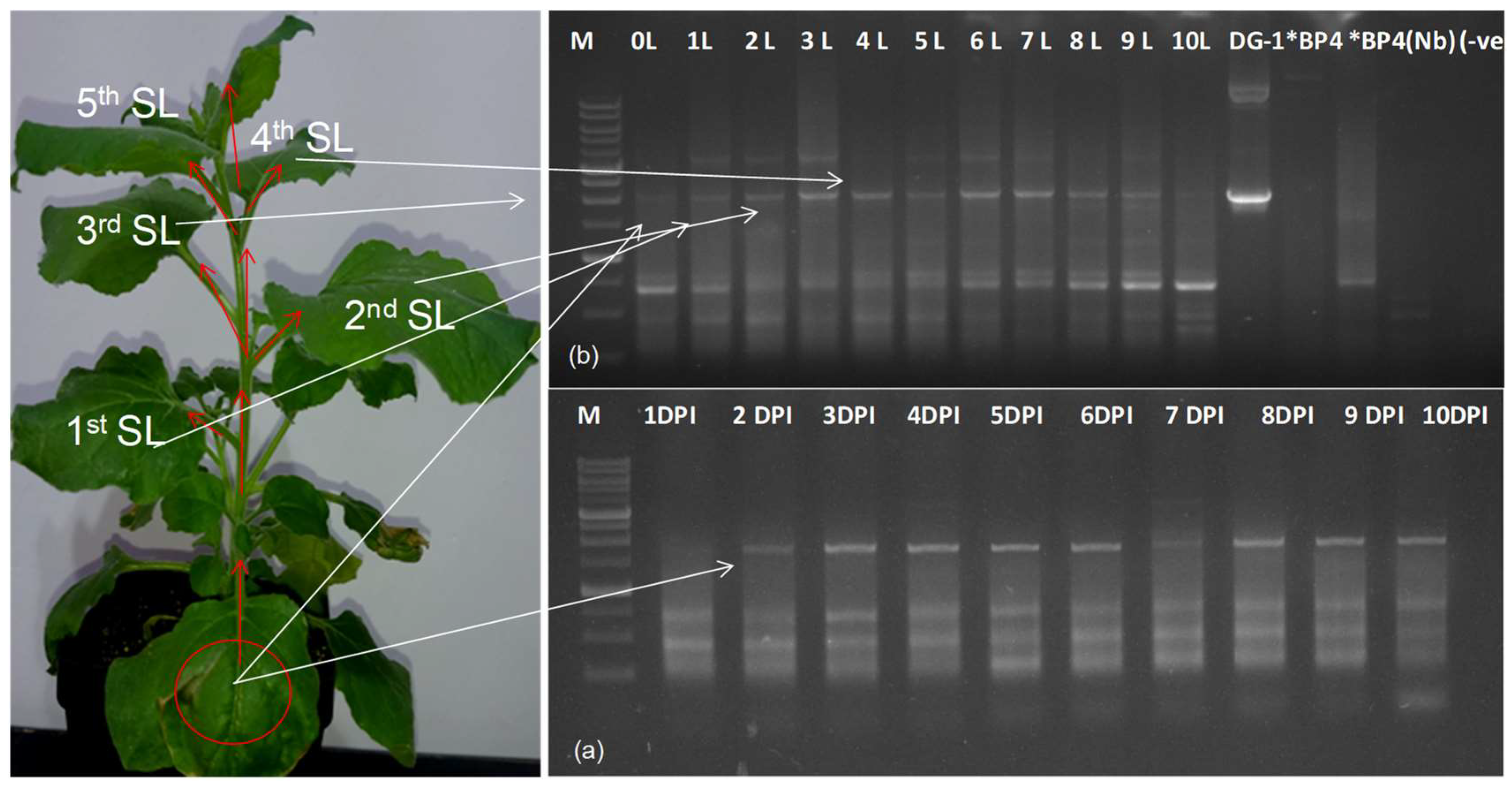 Plants 13 01414 g004