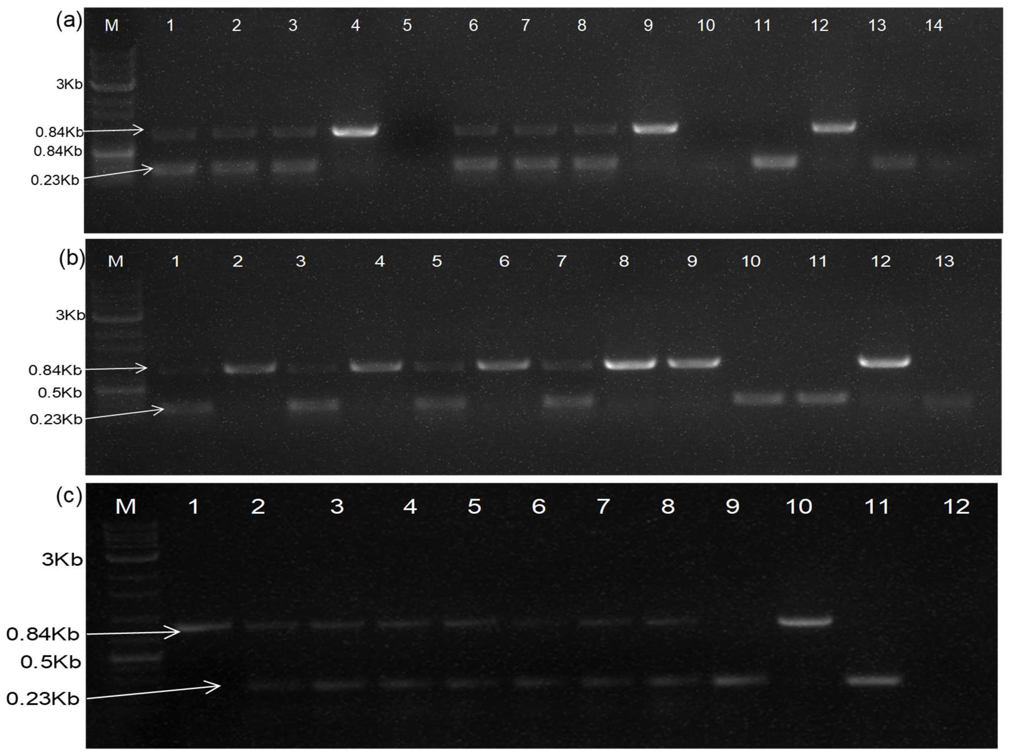 Plants 13 01414 g005