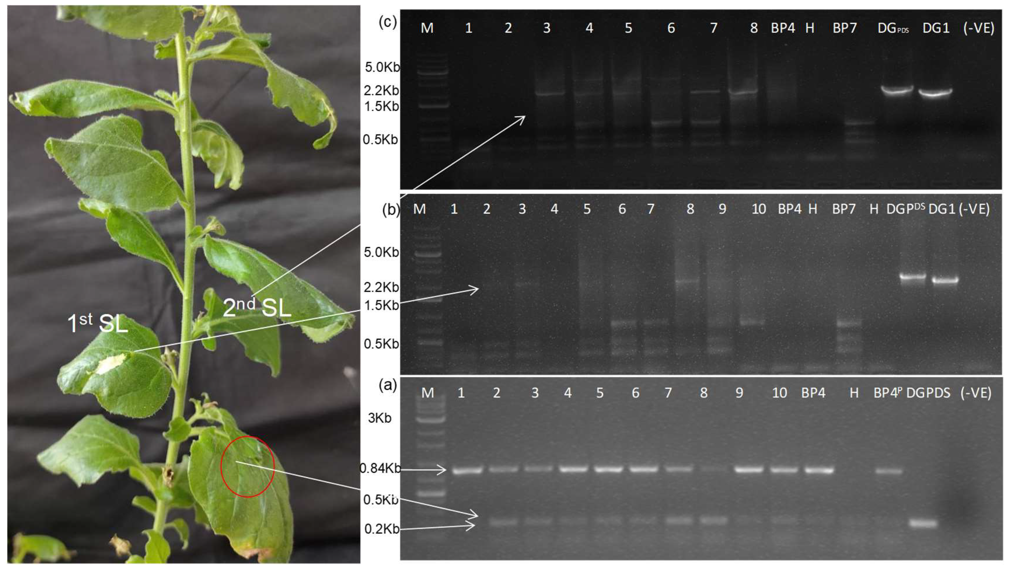 Plants 13 01414 g006