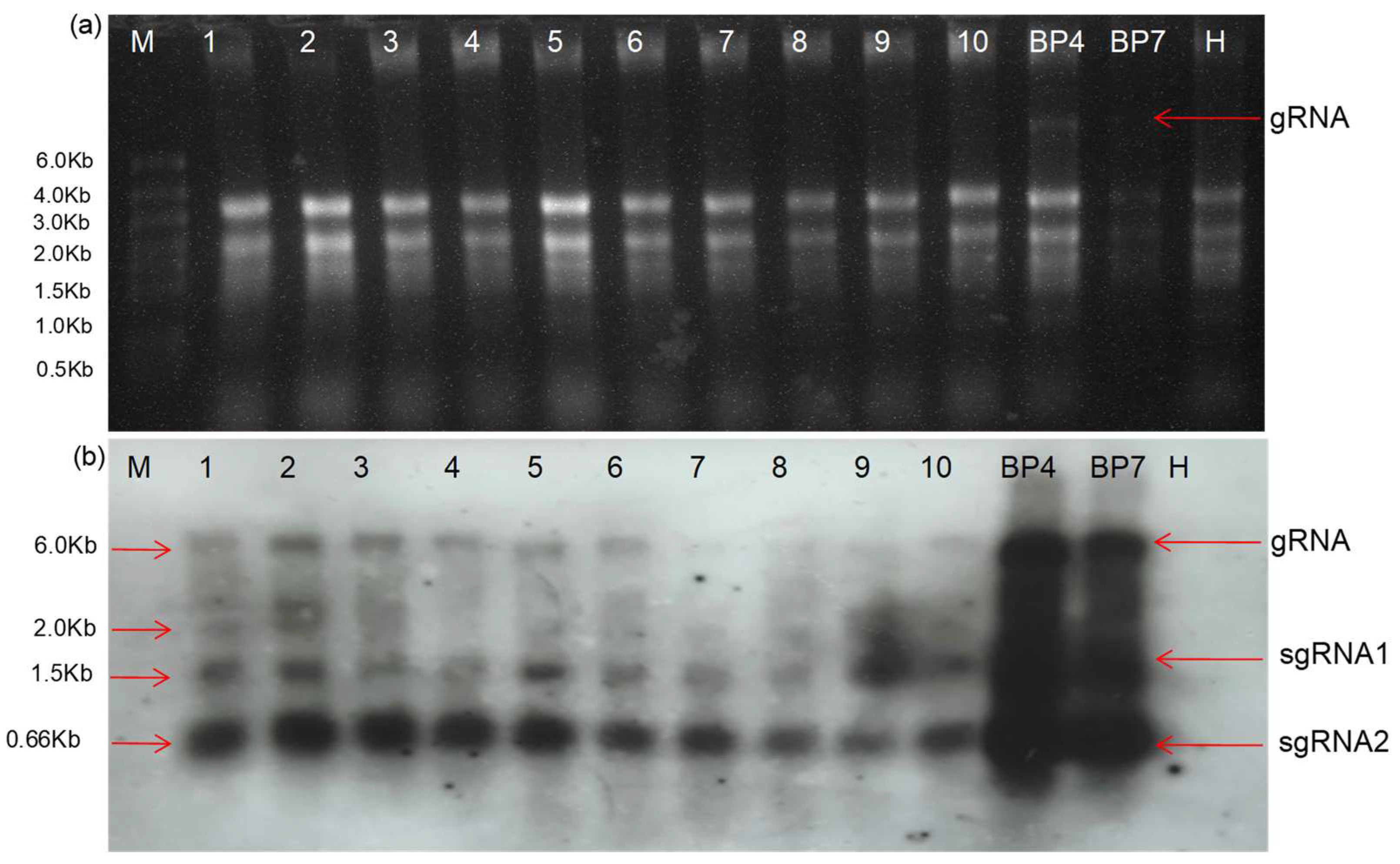 Plants 13 01414 g007