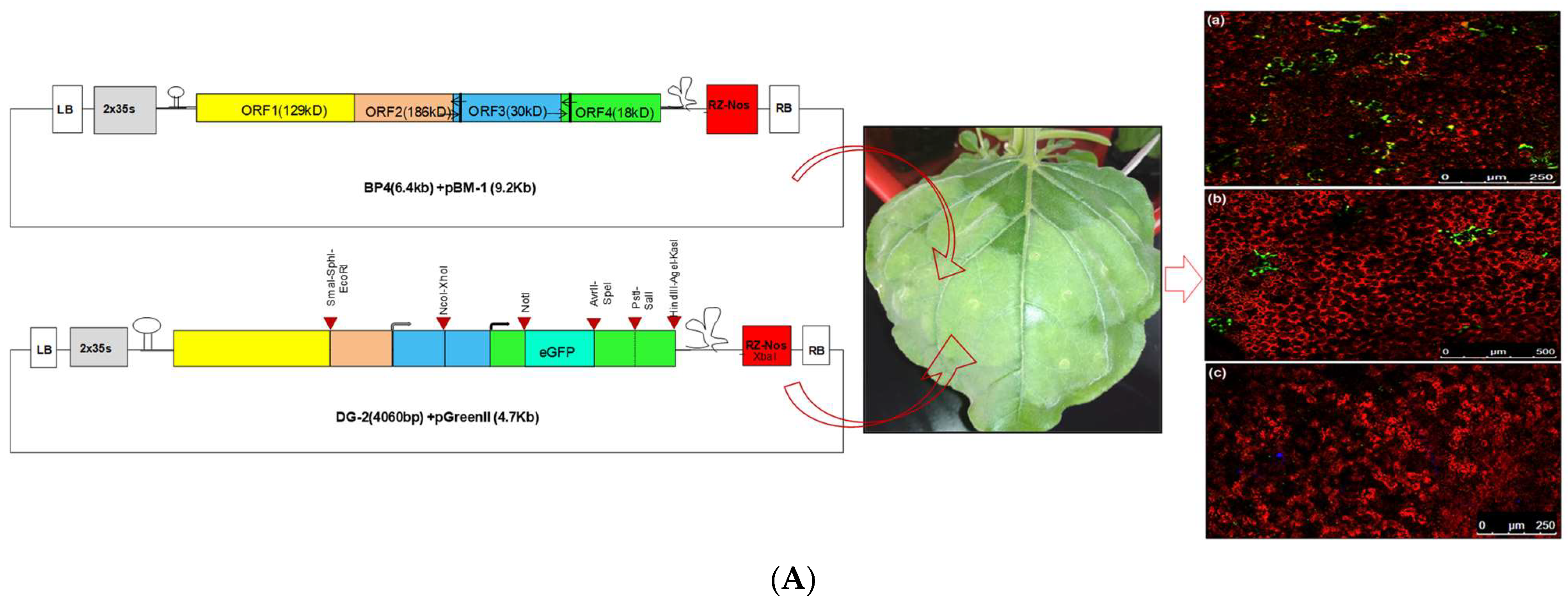 Plants 13 01414 g008a
