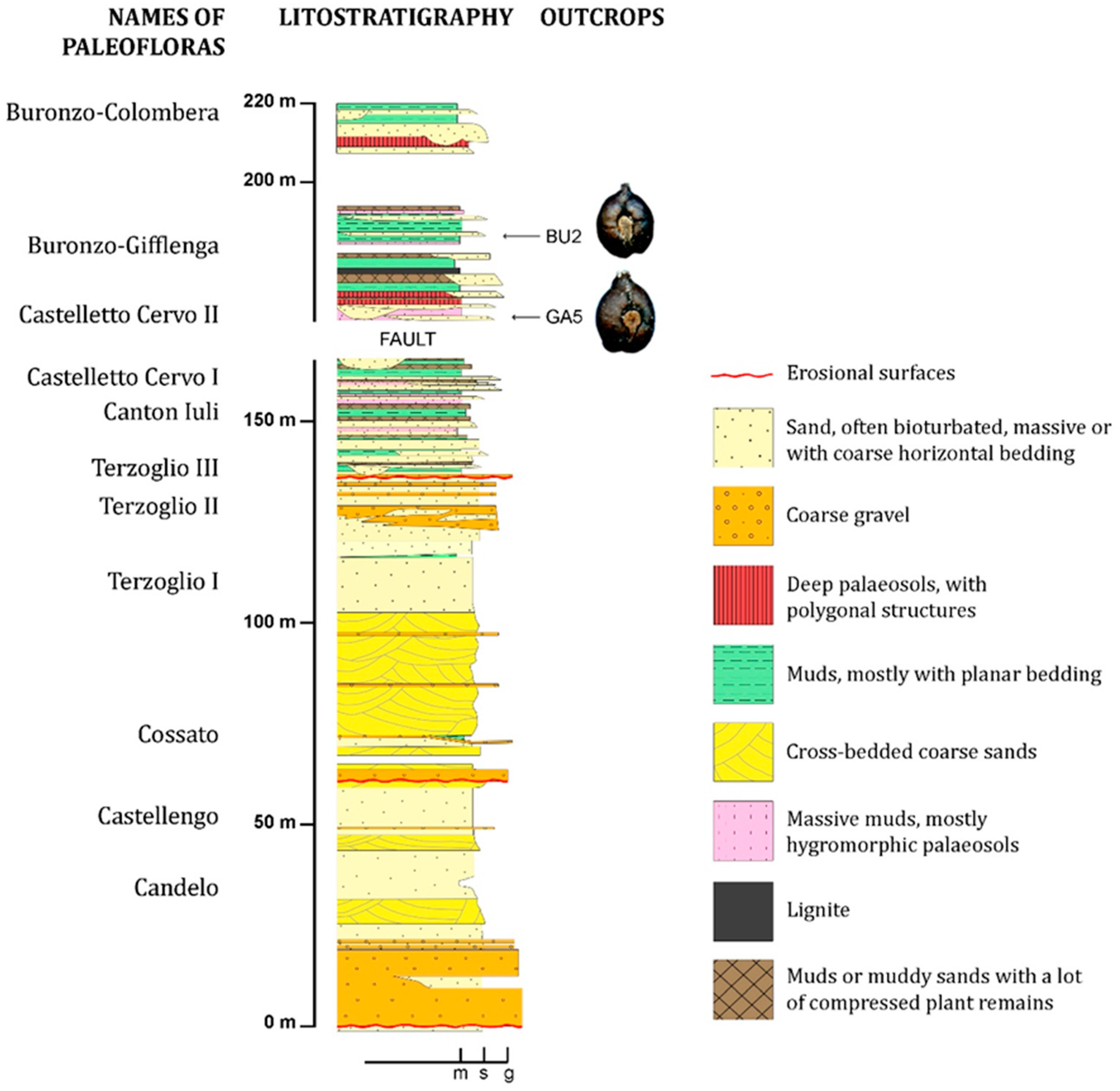 Plants 13 01417 g001