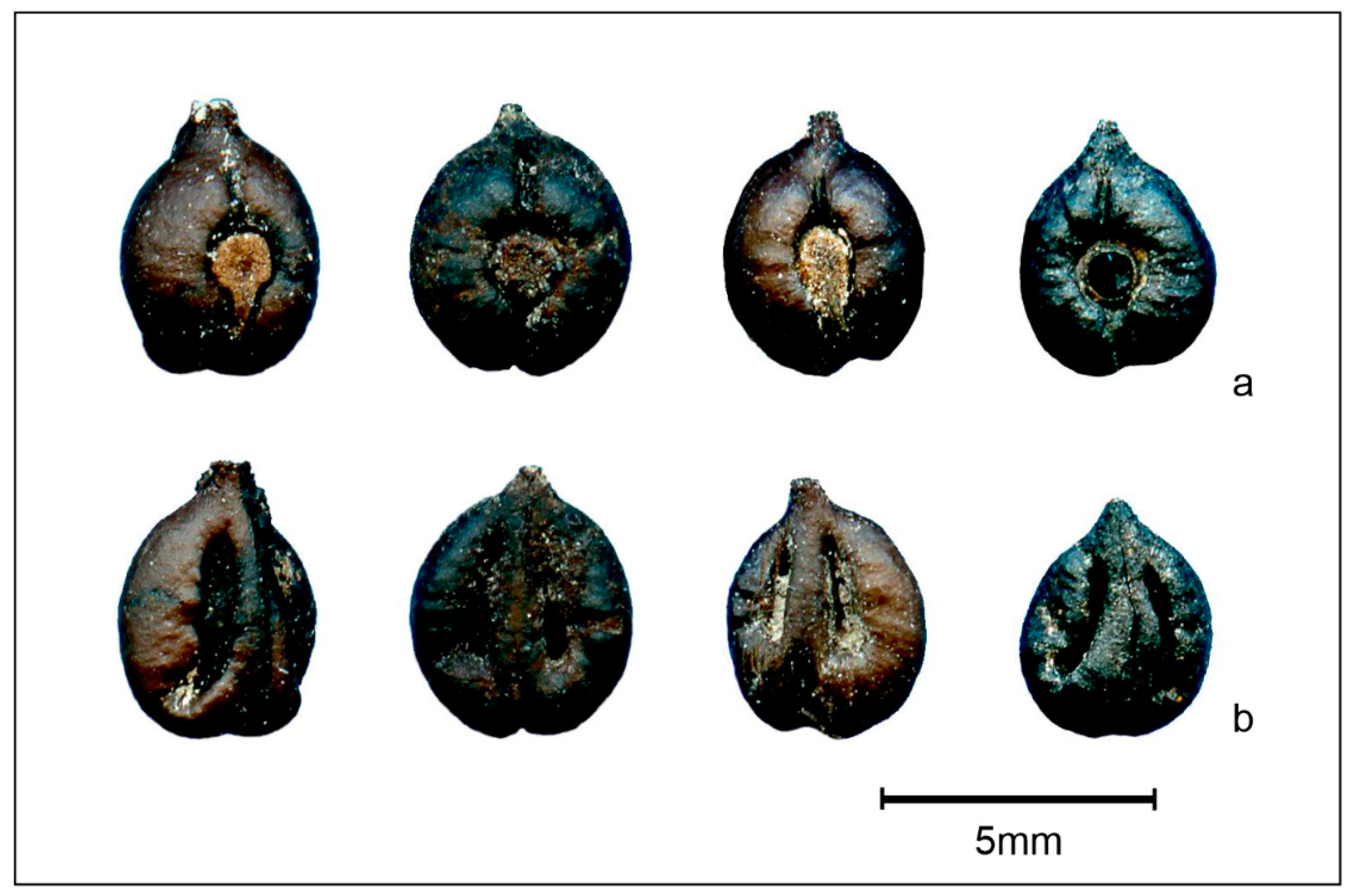 Plants 13 01417 g009