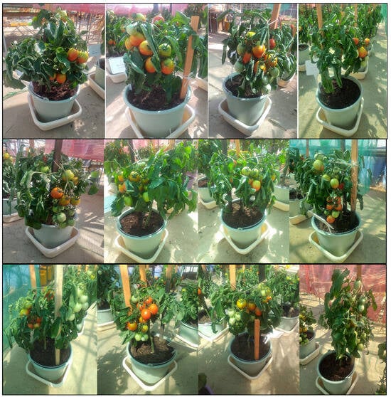 Plants 13 01418 g0a1