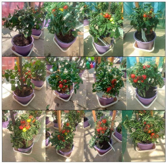 Plants 13 01418 g0a2